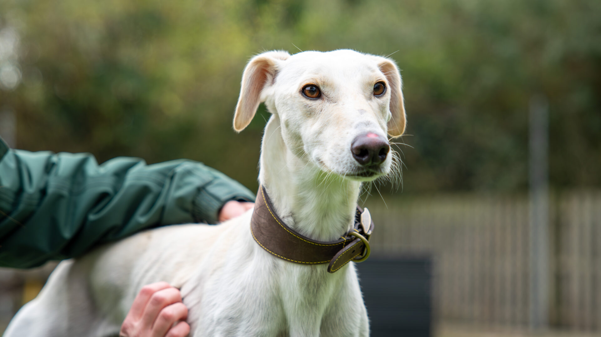 A white Lurcher dog with a brown collar stands outside, looking alert. A person wearing a green jacket is gently holding the dogs side. The background is blurred with greenery and a wooden fence.