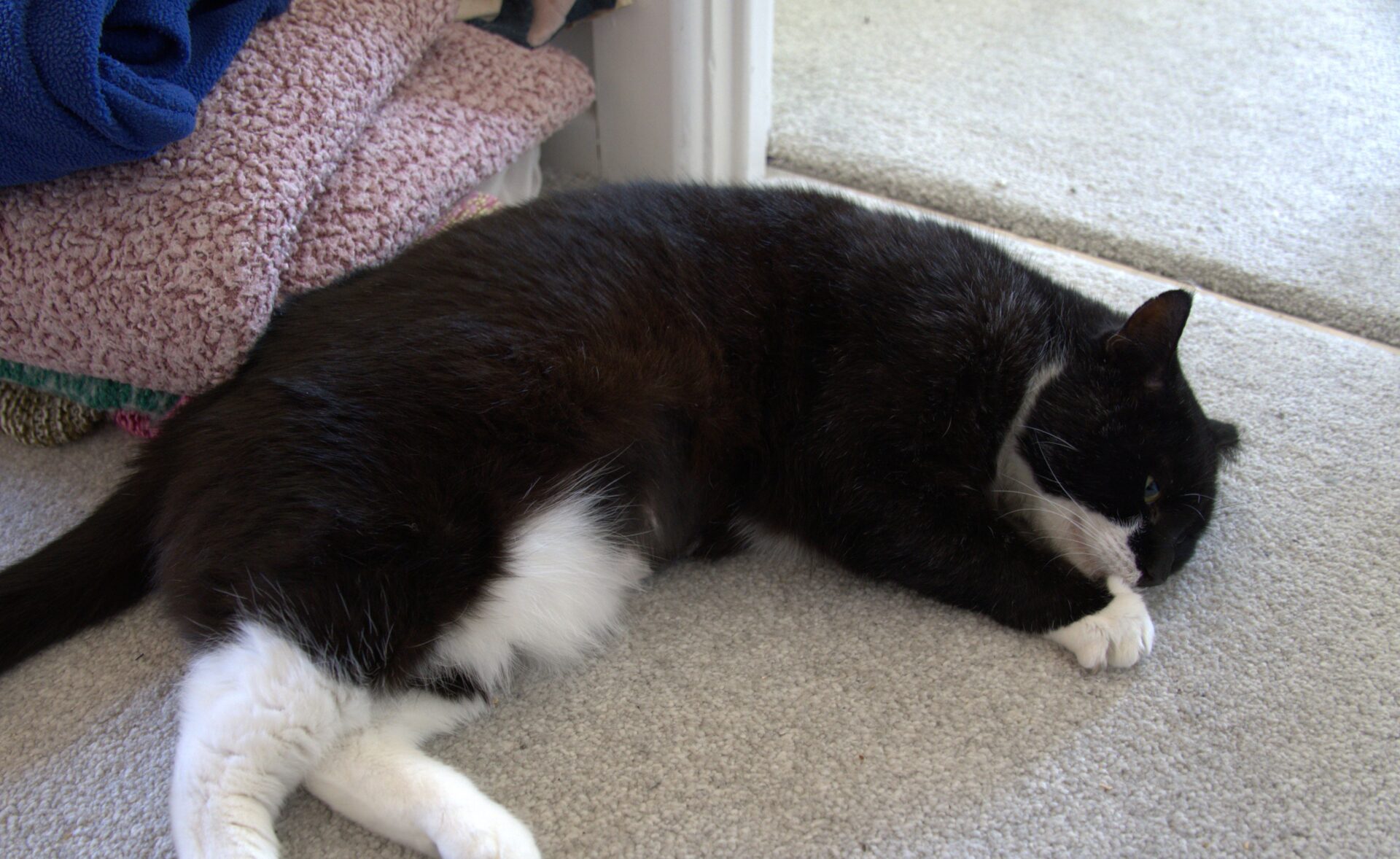 A black and white cat is lying on its side on a carpeted floor, resting its head on its front paw near a stack of folded towels.