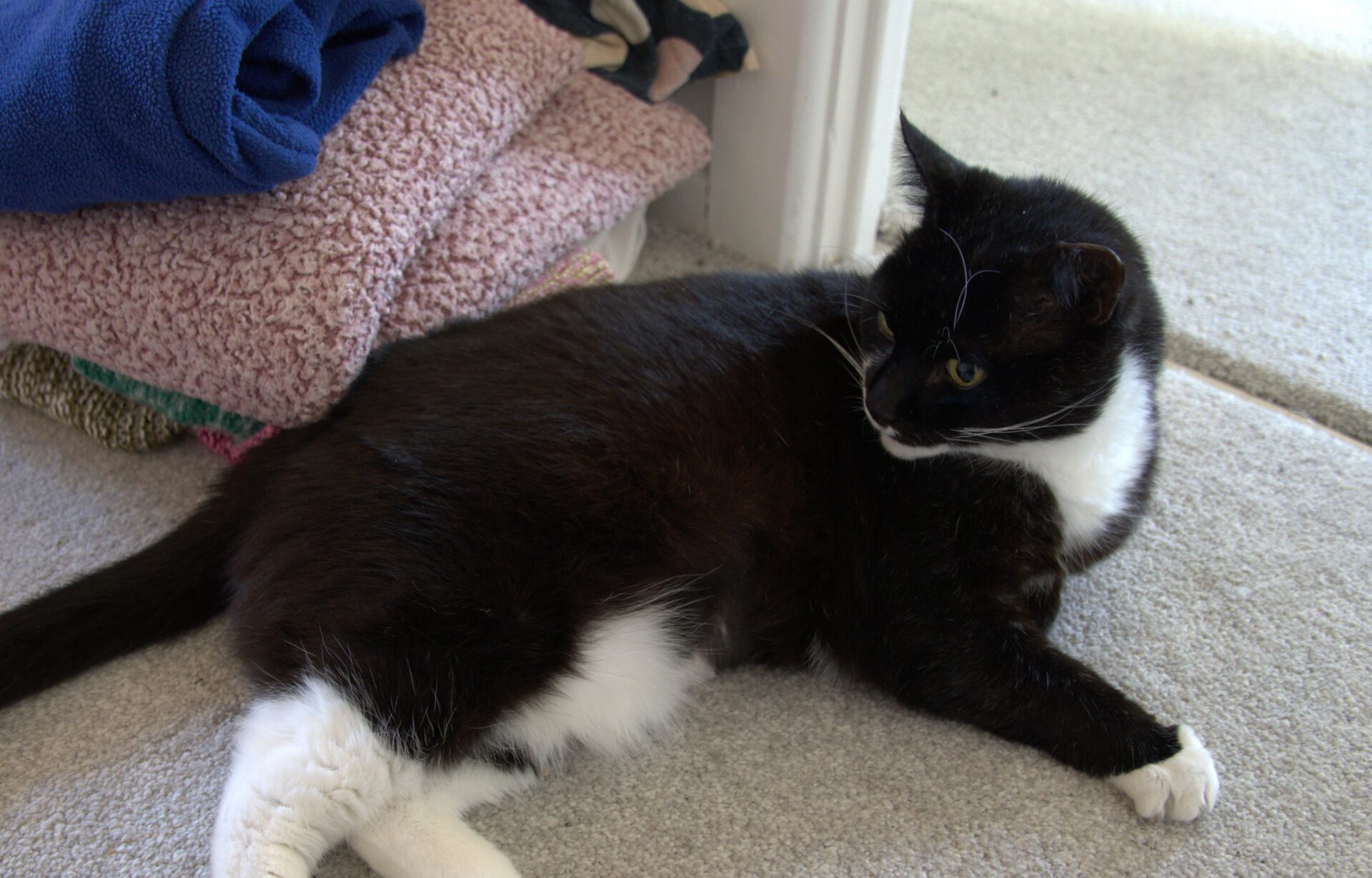 A black and white cat lies on a carpeted floor, looking to the side. Behind the cat, there are neatly folded towels stacked near a white door.