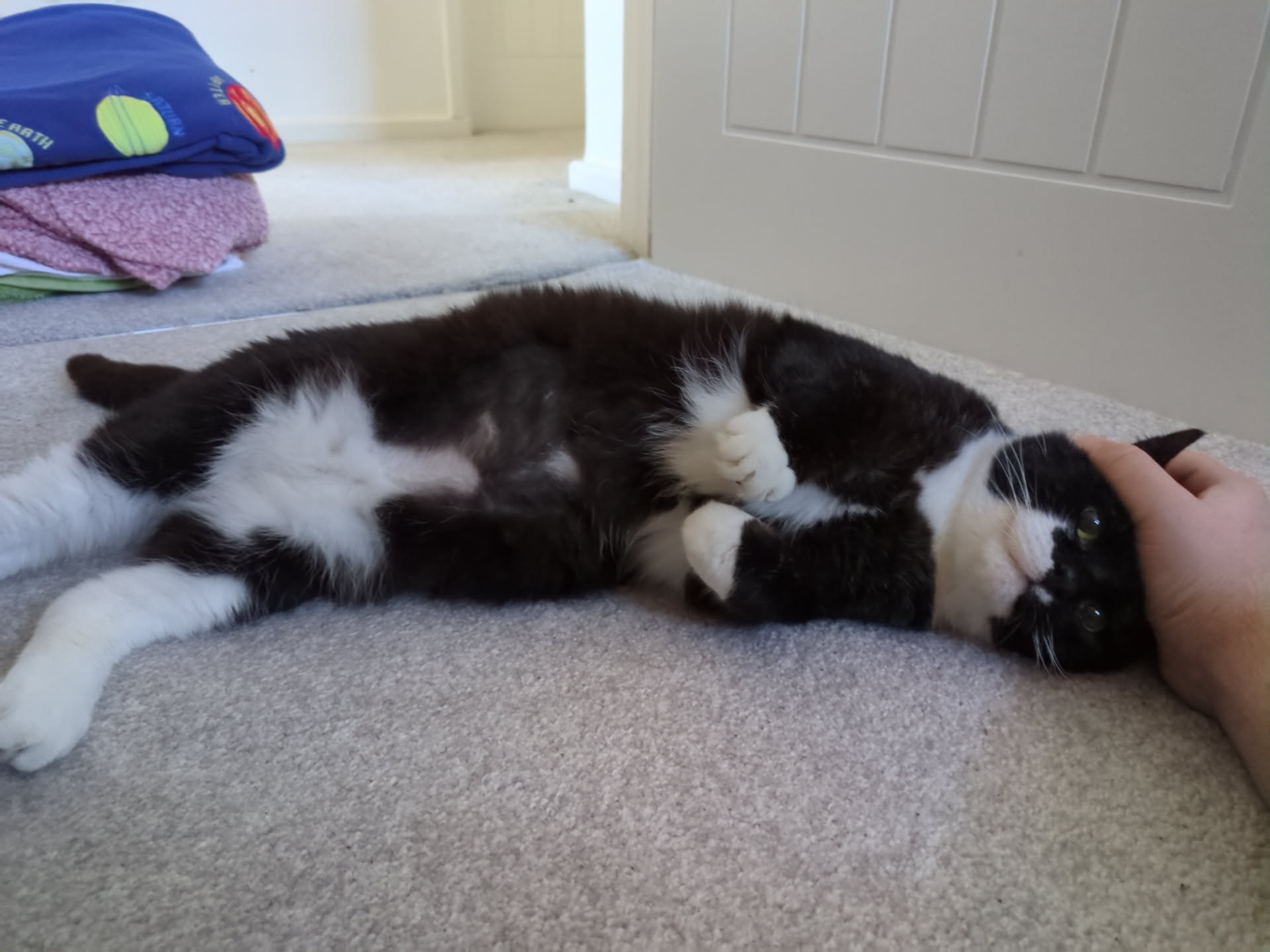 A black and white cat lies on its side on a carpeted floor, looking relaxed while a hand gently pets its head. A pile of colorful bedding is visible in the background.