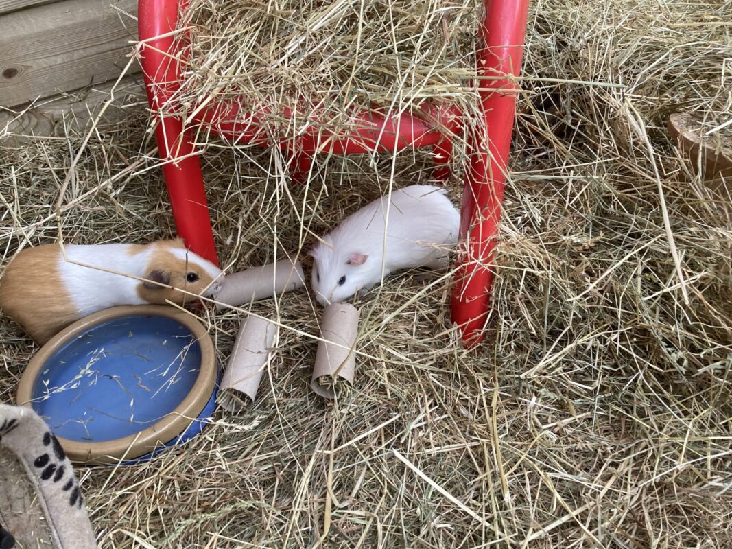 Two guinea pigs are on straw under a red plastic chair, covered with hay. One guinea pig is brown and white, the other white. Cardboard tubes and a blue water bowl are nearby.