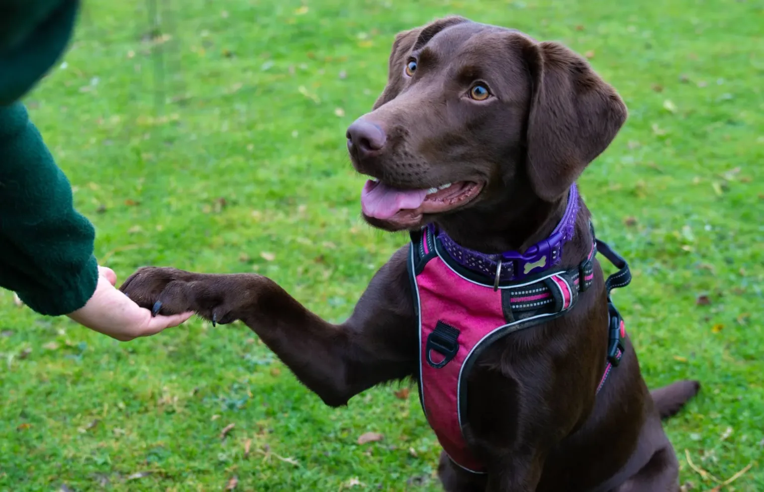 A chocolate Labrador Hazel outdoors with a Woodgreen team member.