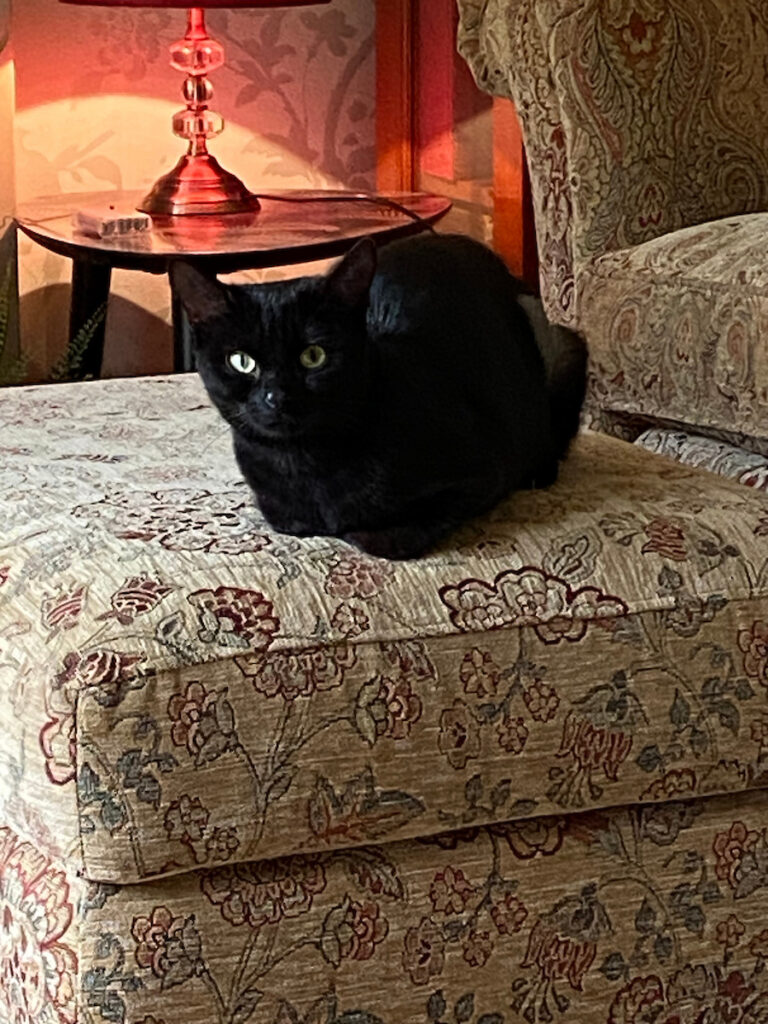A black cat with green eyes sits on a patterned ottoman in a warmly lit living room. In the background, a matching armchair and a red lamp complete the cosy scene.