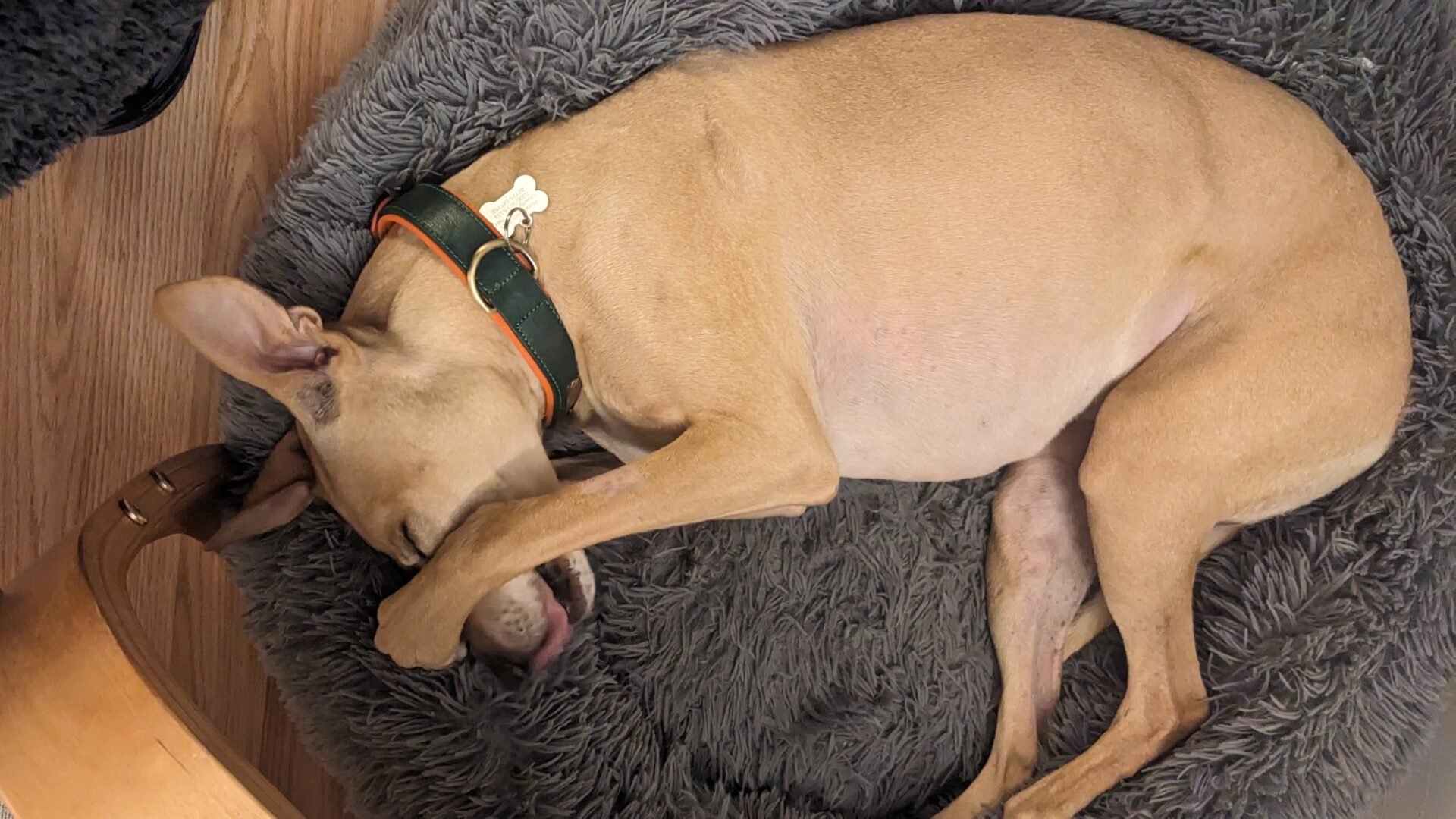 A tan Lurcher with a green collar lies on a fluffy gray bed, covering its eyes with one paw while resting.
