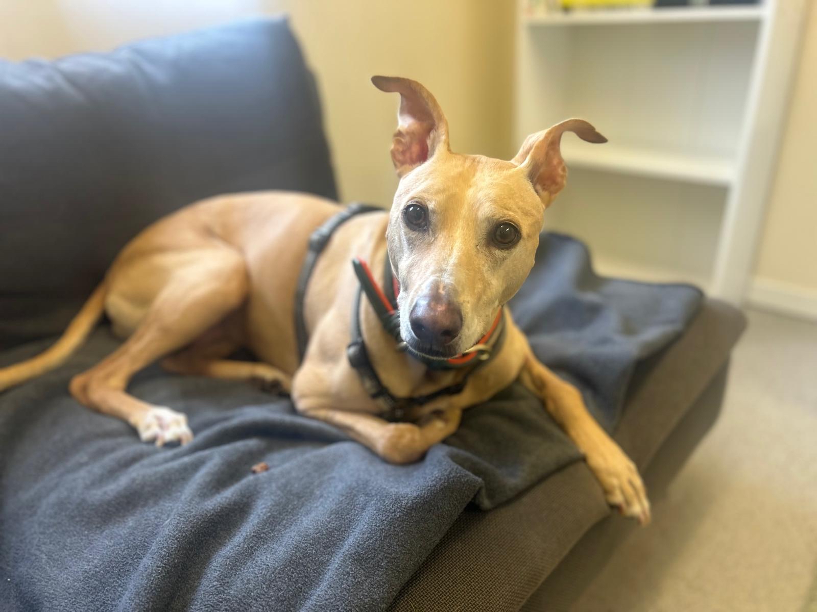 A Honey Lurcher Dog with large, upright ears and a black harness lies on a dark grey sofa, looking toward the camera. The background features a white bookshelf and beige walls.
