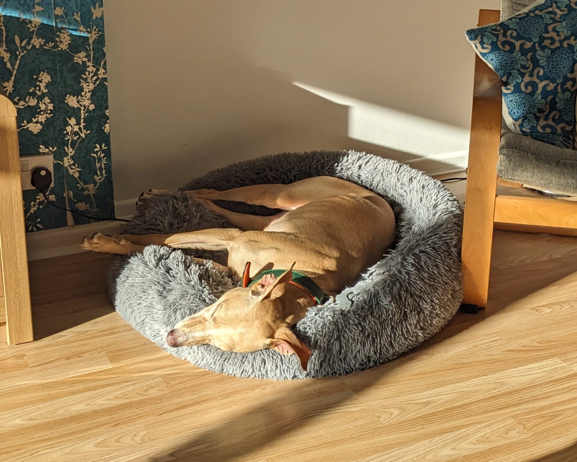 A light brown Lurcher wearing green and red reindeer antlers sleeps in a round, fluffy gray bed on a wooden floor, with sunlight streaming in.