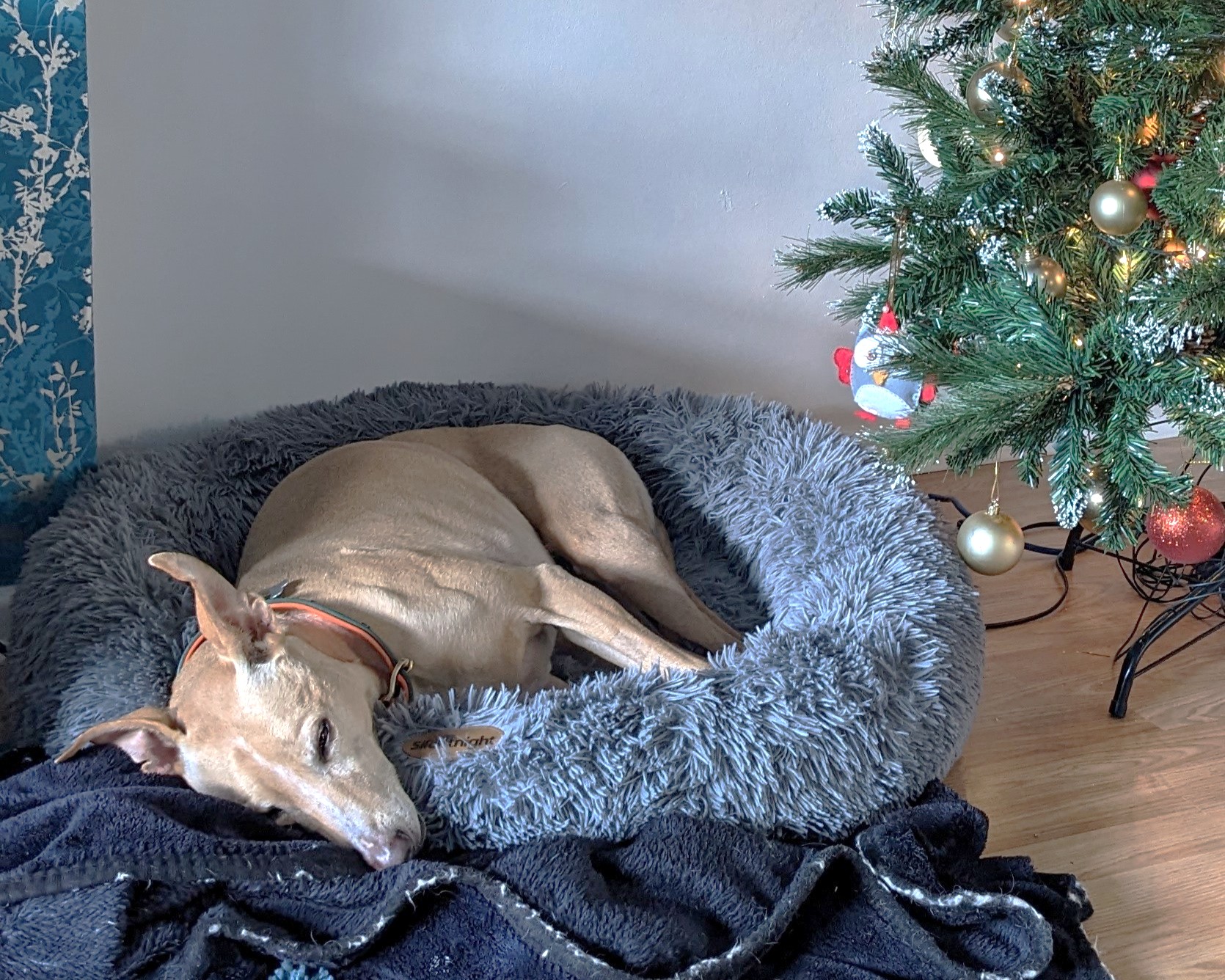 A light brown Lurcher is sleeping on a fluffy gray bed next to a decorated Christmas tree with gold and red ornaments in a cozy indoor setting.