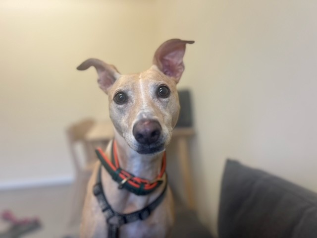 A tan greyhound dog with large, upright ears and a black and orange collar looks at the camera while sitting indoors on a couch. A wooden chair and table are in the blurred background.