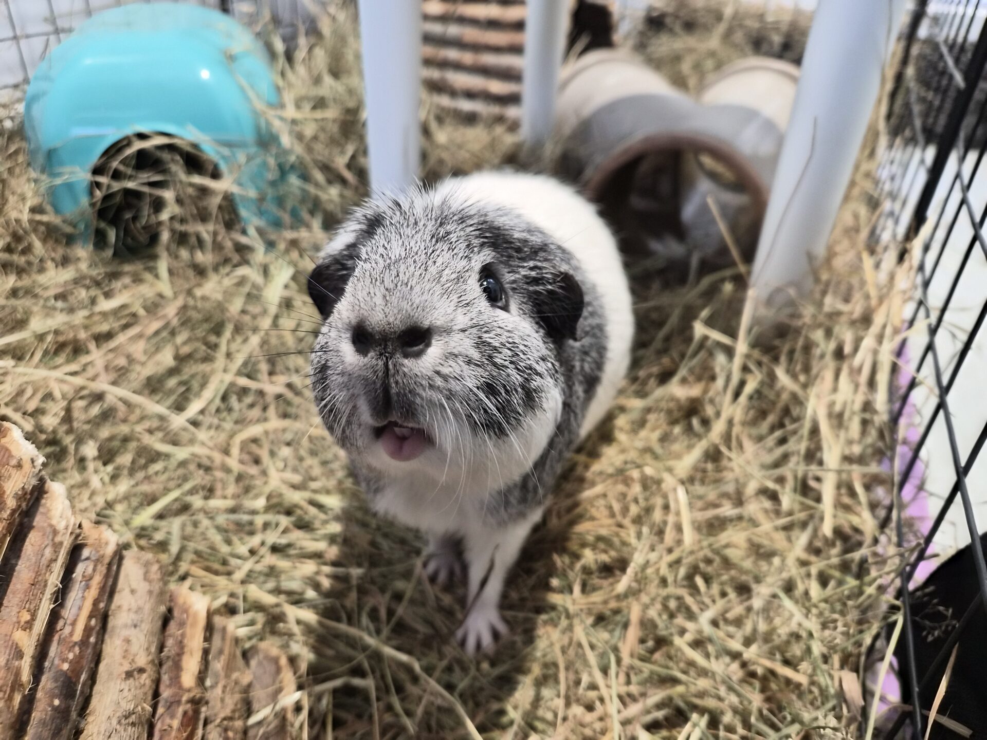 A gray and white guinea pig stands on hay inside a cage, looking up with its mouth slightly open. Surrounded by tunnels, a blue dome, and wooden structures, the curious guinea pig is bathed in bright sunlight.