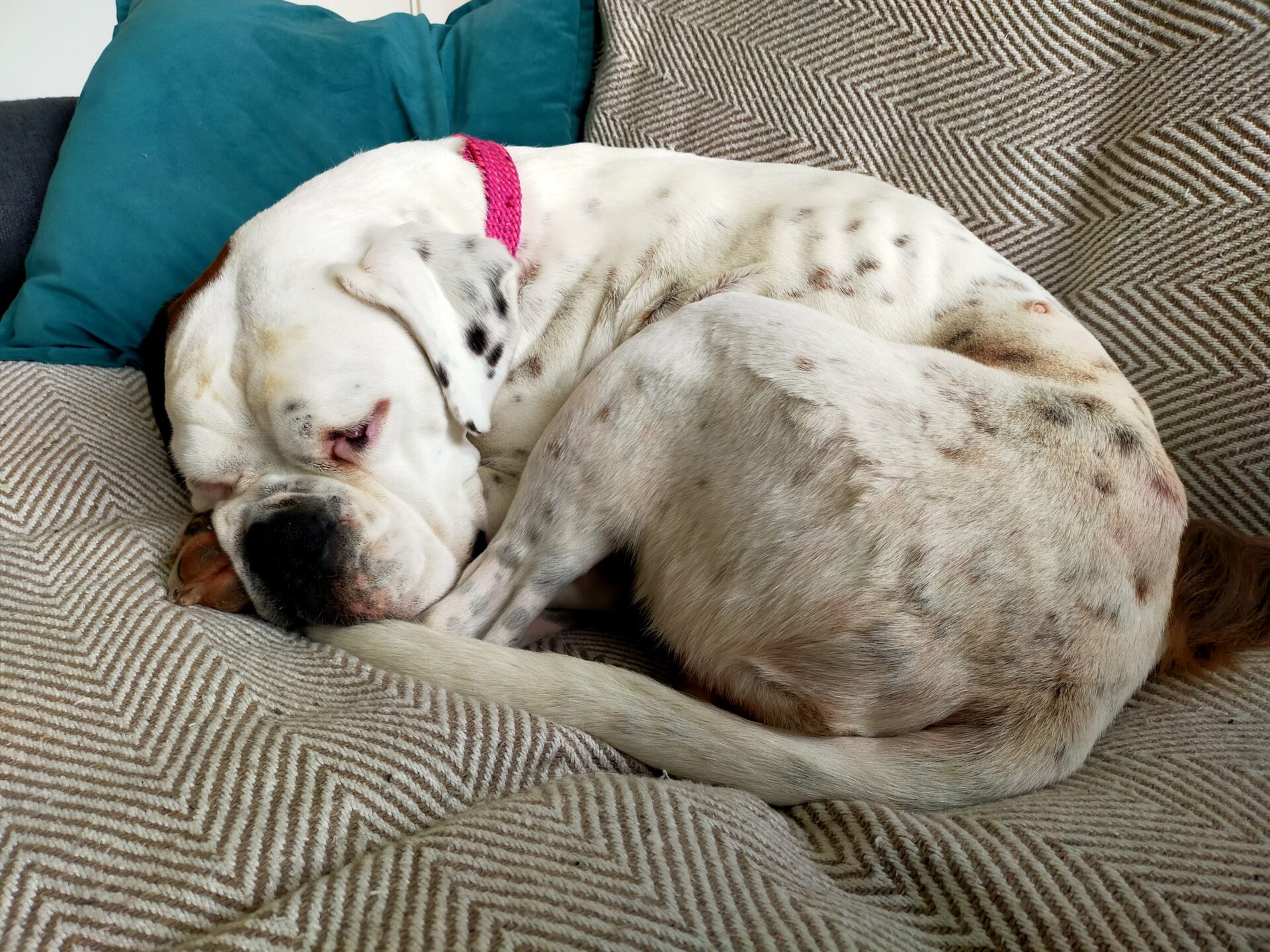 A white boxer dog with brown spots and a pink collar is curled up and sleeping on a beige patterned blanket, its head resting near its tail and a teal pillow behind it.