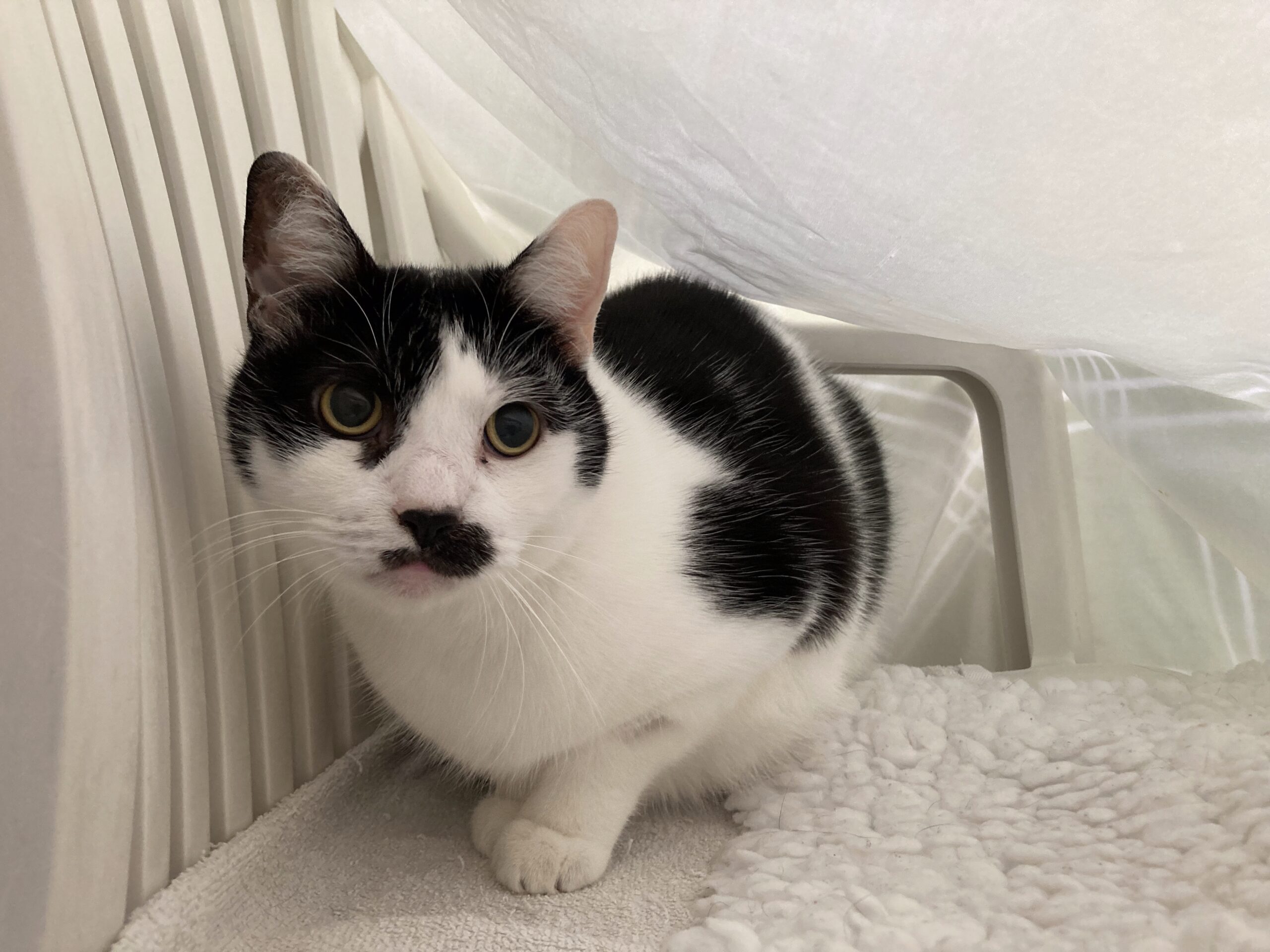 A black and white cat with a distinctive black spot on its nose sits on a soft white blanket, nestled between a white chair and draped white fabric, looking curiously at the camera.
