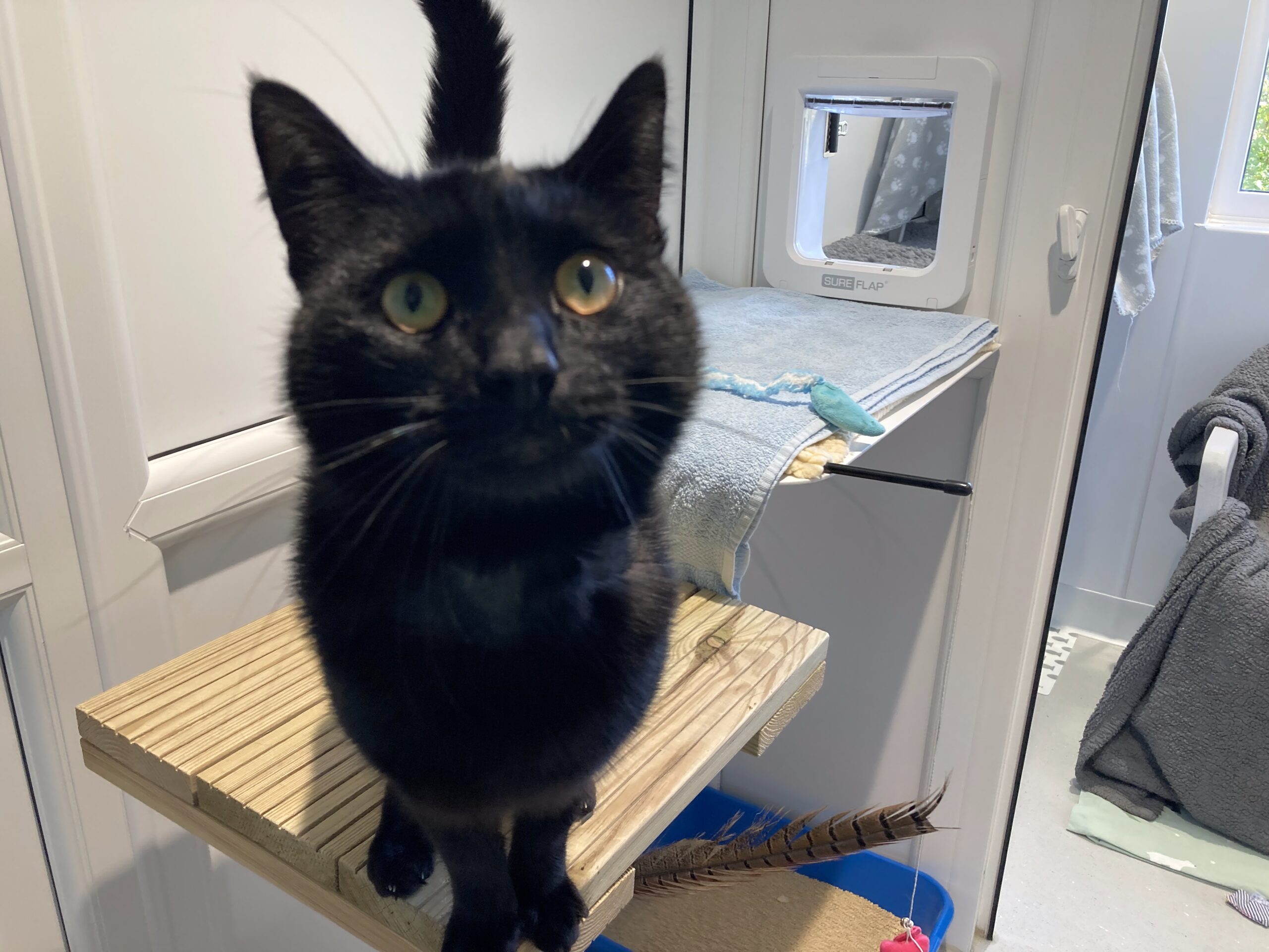 A black cat with green eyes stands on a wooden platform in a bright room, looking up at the camera. Behind the cat, there is a towel, a cat flap in the door, and a feather toy below the platform.