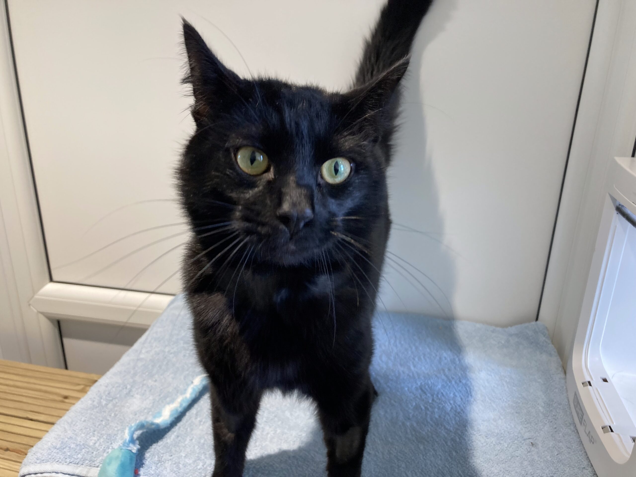 A black cat with green eyes stands on a light blue towel, looking up. The background is white, and a blue cat toy is visible on the towel beside it.