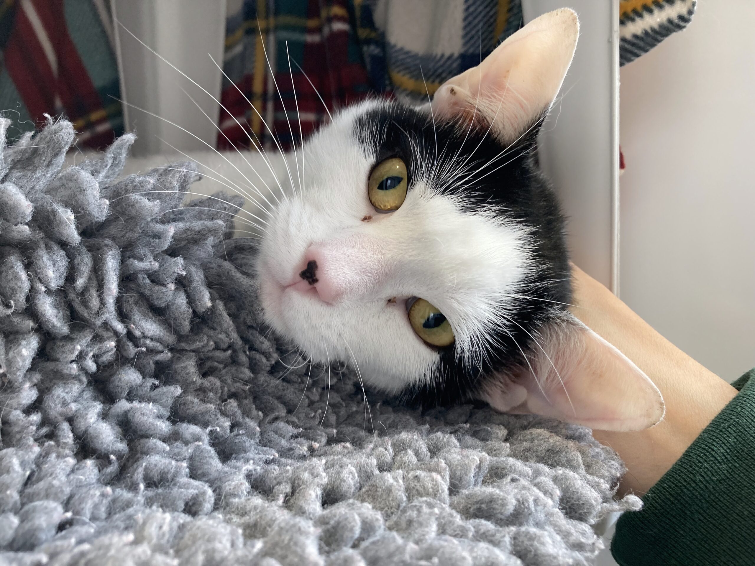 A black and white cat with yellow eyes rests its head on a gray textured blanket, looking relaxed as a hand gently pets its neck. Cozy plaid fabric hangs in the background.