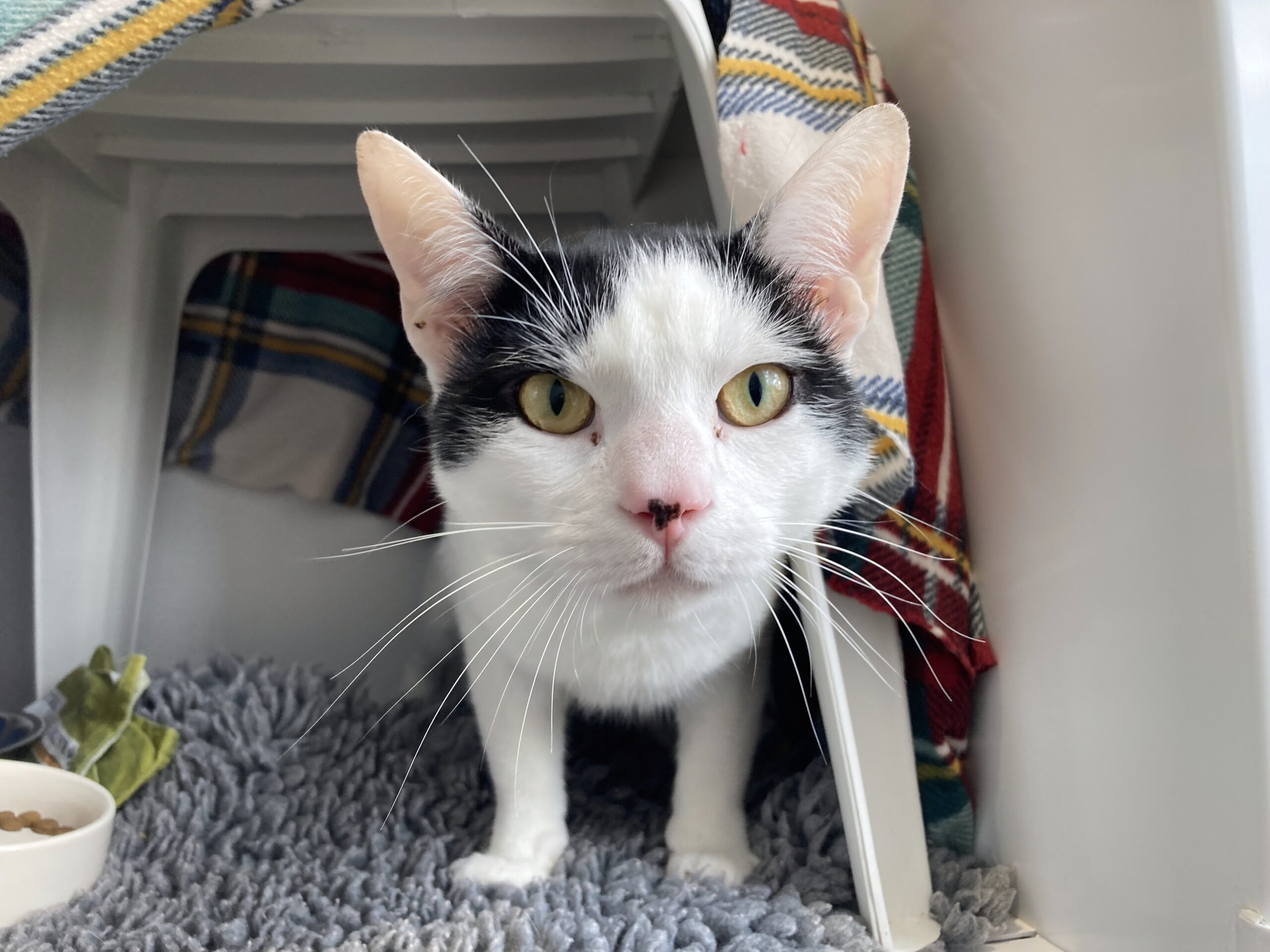 A black-and-white cat with yellow eyes stares directly at the camera while standing under a plastic stool, surrounded by a gray rug, food dish, and a colorful plaid blanket.