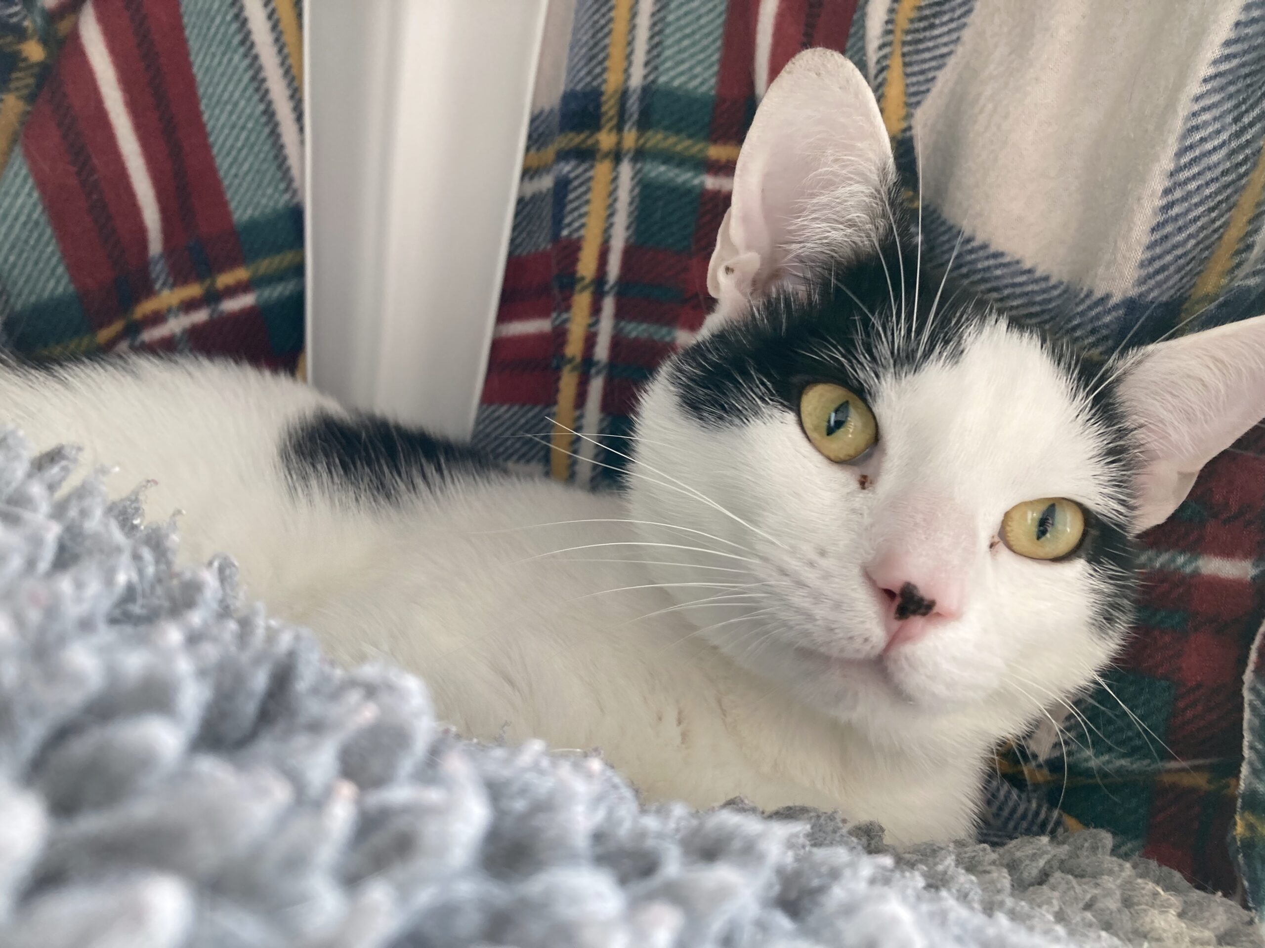 A black and white cat with yellow eyes is lying on a soft, gray blanket, with a colorful plaid fabric in the background. The cat is looking slightly upward and appears relaxed.