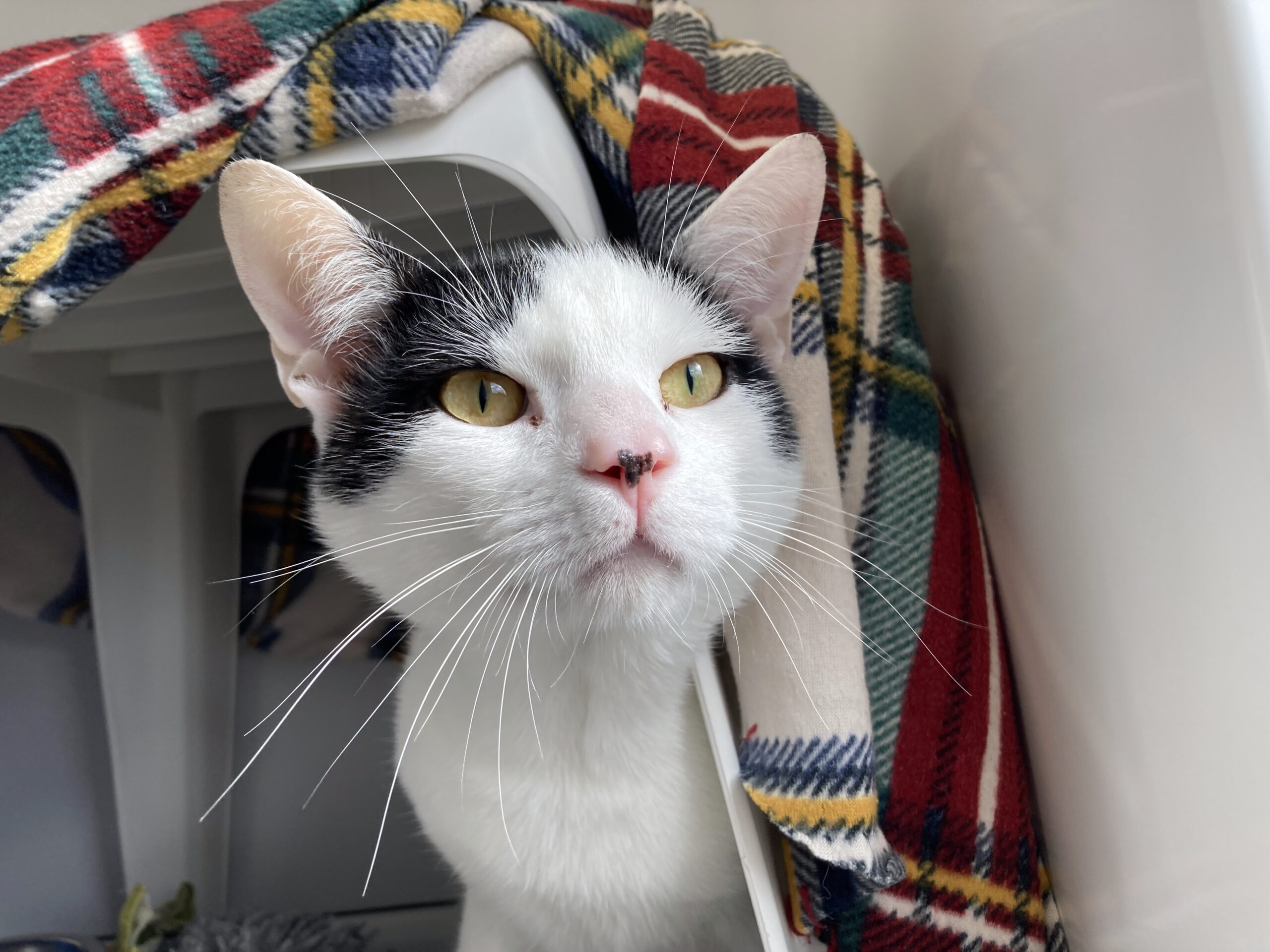 A white cat with black markings on its head peers out from a plastic pet carrier. A colorful plaid blanket is draped over the carrier, and the cat looks alert and curious.