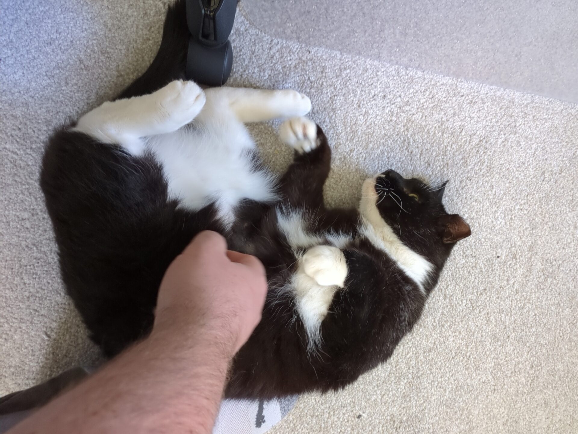 A black and white cat is lying on its back on a carpet, while a persons hand is petting its belly. The cat looks relaxed and content.