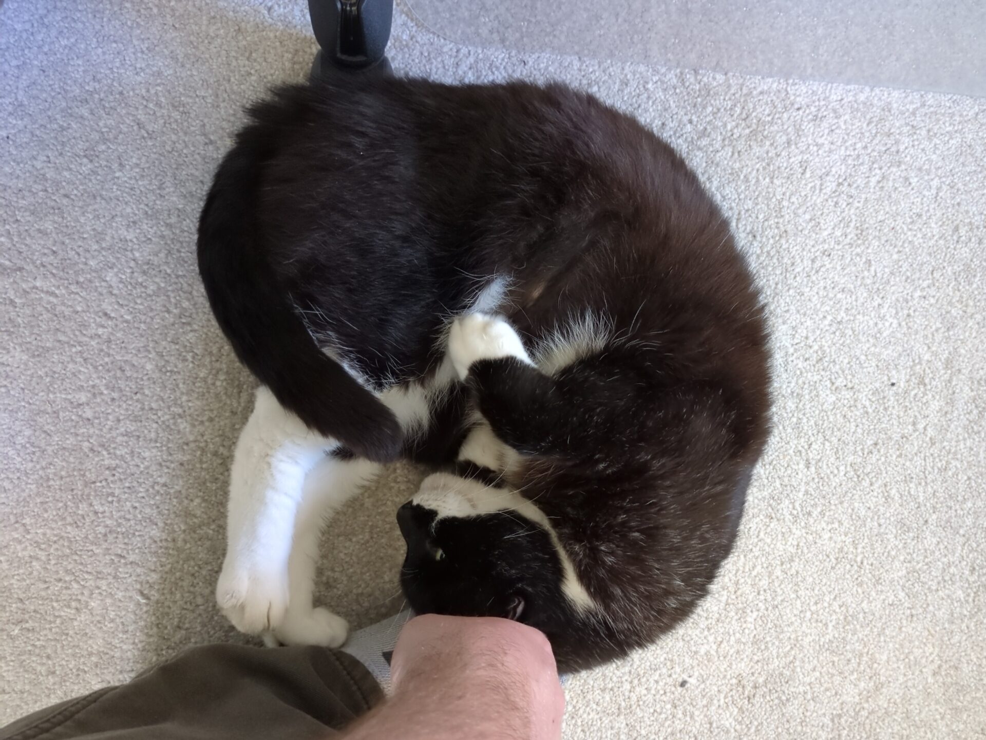 A black and white cat is curled up on a light-colored carpet, resting its head on a persons foot. The cat appears relaxed and comfortable.