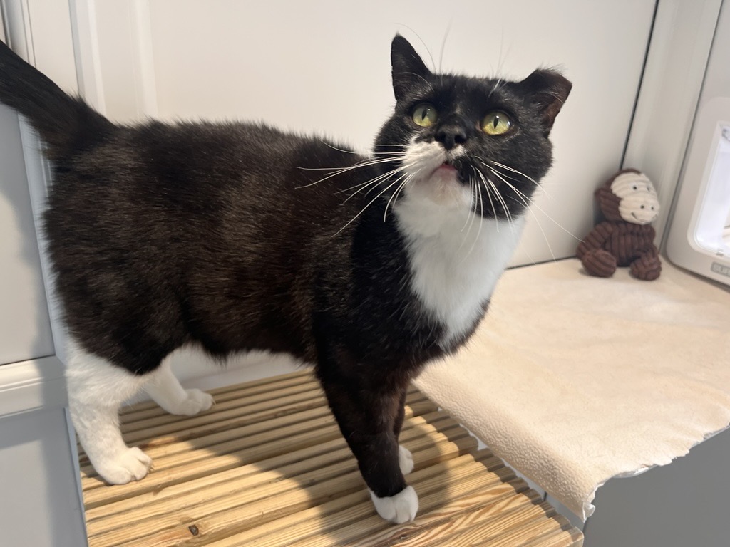 A black and white cat with bright green eyes stands on a wooden surface, looking up. There is a beige towel and a small brown plush monkey toy in the background.
