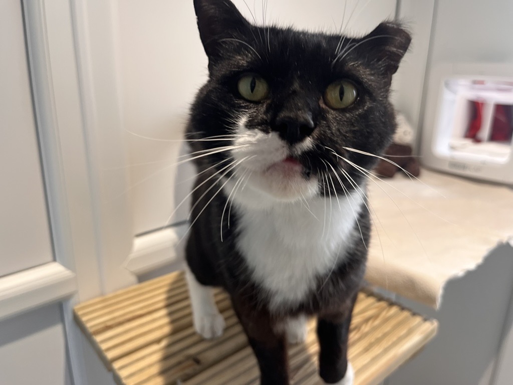 A black and white cat with yellow eyes stands on a wooden platform, looking directly at the camera with its whiskers forward. The background shows a white wall and some household items.