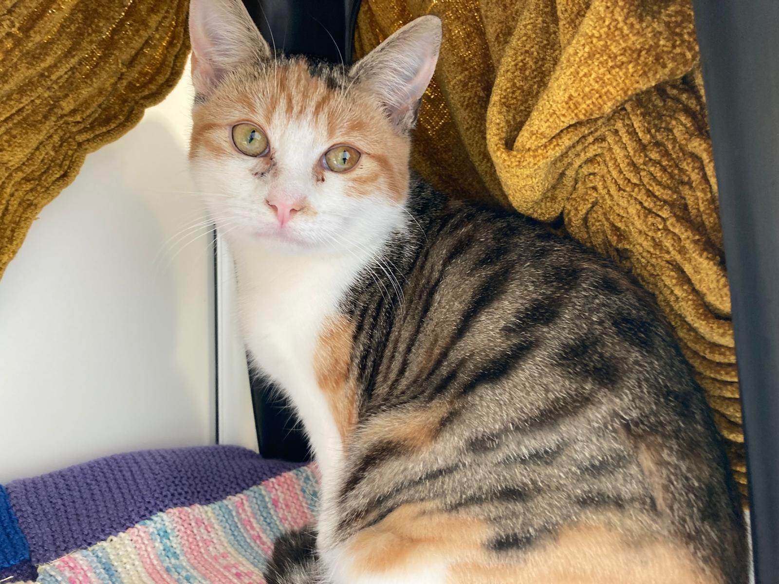 A calico cat with green eyes sits on a knitted blanket, surrounded by mustard yellow knitted fabric, looking directly at the camera.