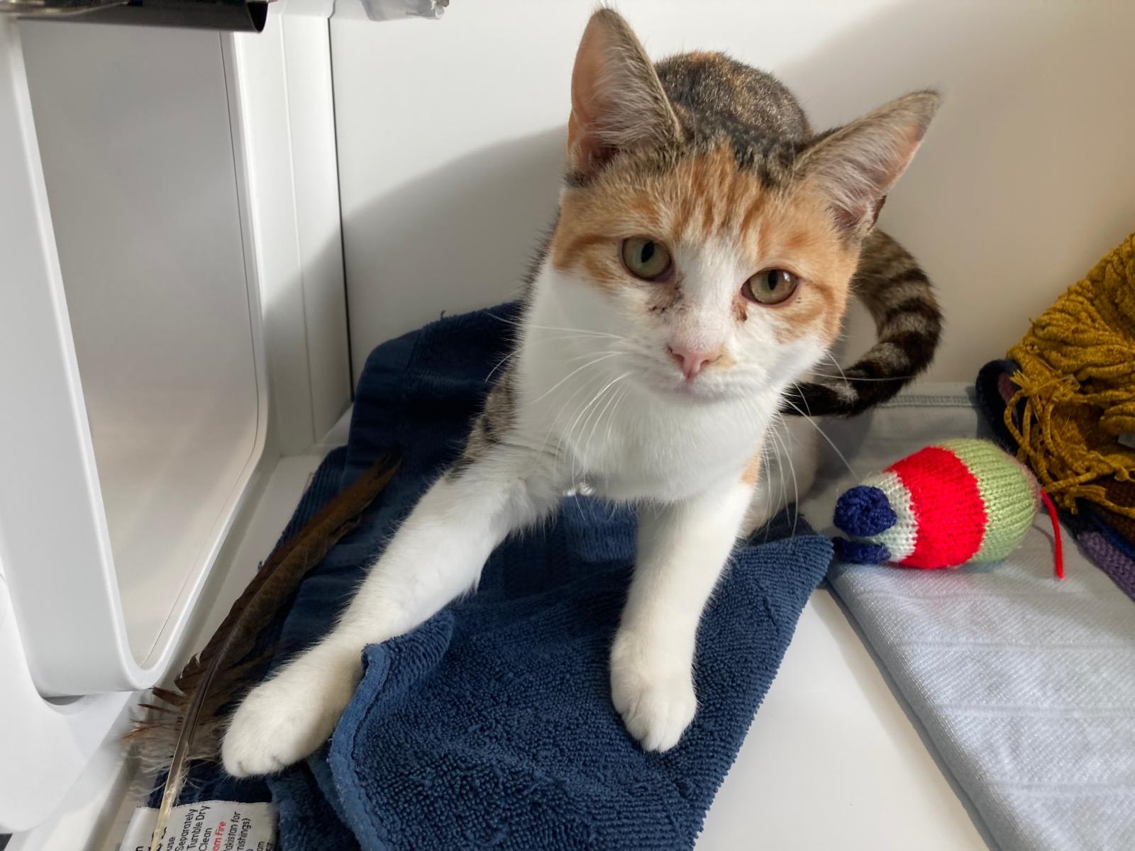 A calico cat with white, orange, and brown fur sits on a navy blue towel. The cat is looking up at the camera, with a colorful toy mouse and a yellow cloth nearby.