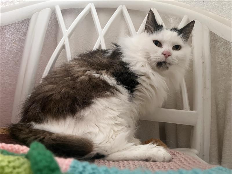 A fluffy white and brown cat with dark ears sits on a white chair, looking slightly to the side with a relaxed expression. The background includes a pink and green crocheted blanket.