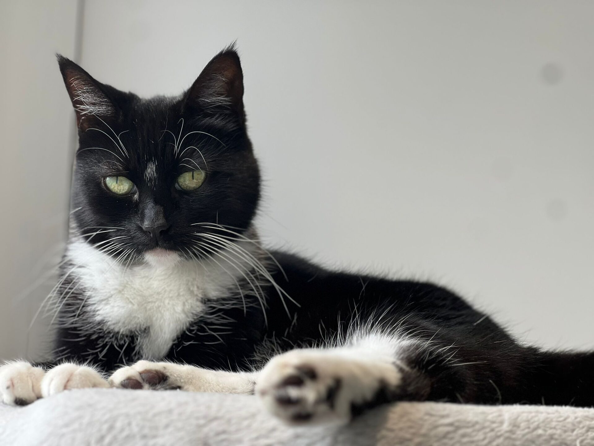 A black and white cat with green eyes is lying on a soft, light-colored surface, looking directly at the camera against a plain, light background.