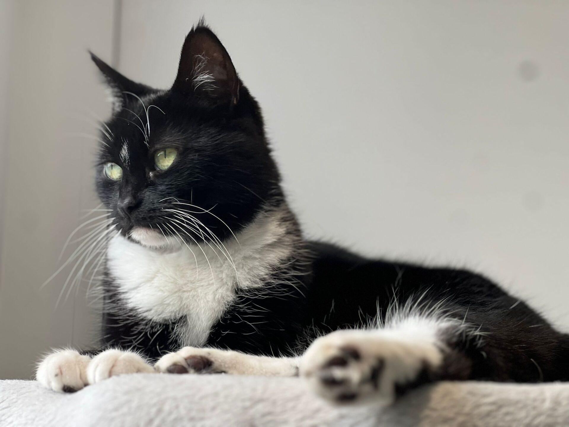 A black and white cat with green eyes lies on a soft, light-colored surface, gazing off to the side. The background is neutral and softly lit.