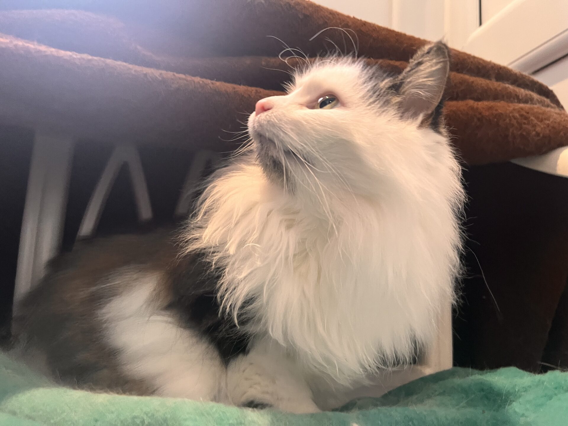 A fluffy white and black cat lies on a green blanket, looking upward with bright blue eyes. The cat is beneath a brown blanket draped over a structure, creating a cozy hiding spot.