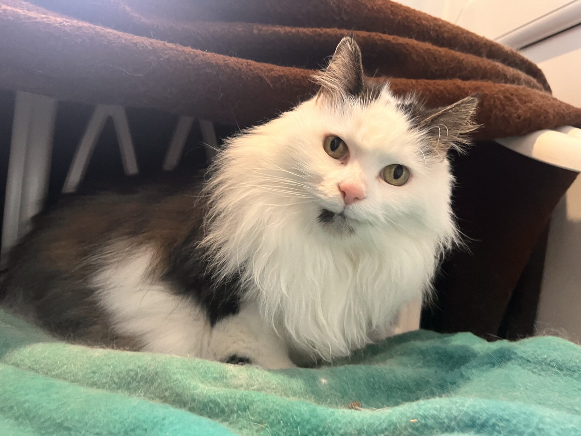 A fluffy white and black cat with green eyes sits on a green blanket under a brown cover, looking curiously at the camera.
