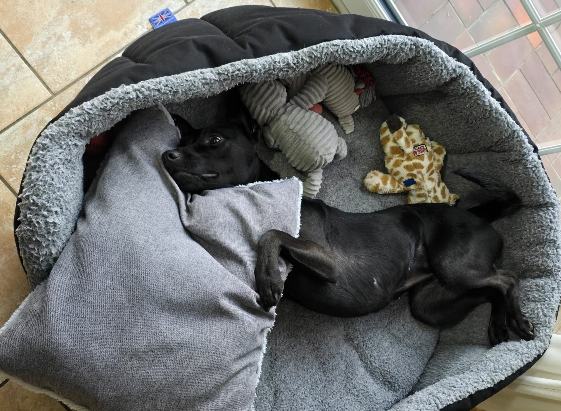 A black Labrador X lies on its back in a cozy gray pet bed, surrounded by a gray pillow and two stuffed toys: a gray elephant and a yellow giraffe. The bed is near a window with tiled and brick flooring visible.