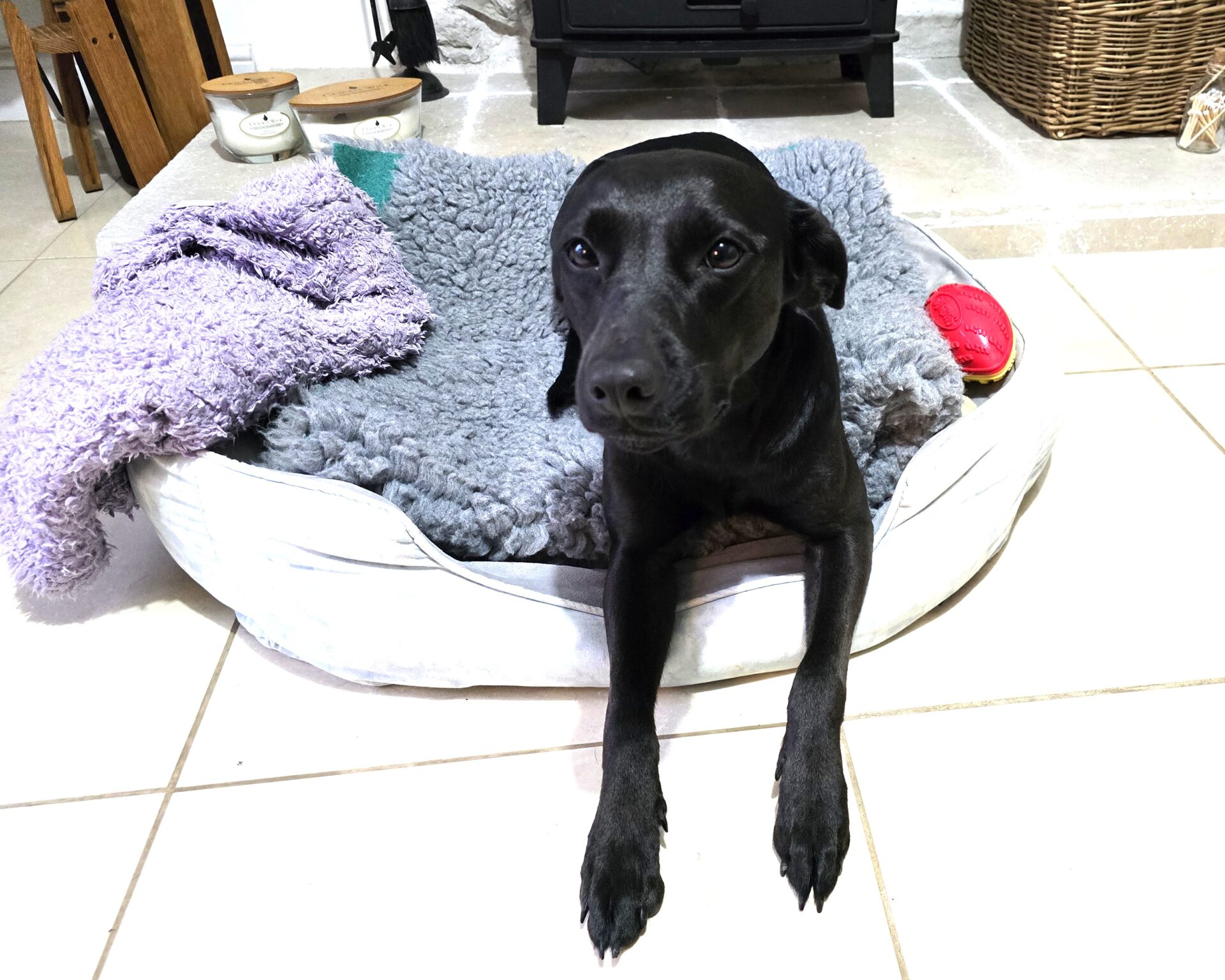 A black Labrador X lies with its front legs stretched out of a light-colored pet bed, which has a fluffy blanket and a red toy on it, on a tiled floor in a cozy room.