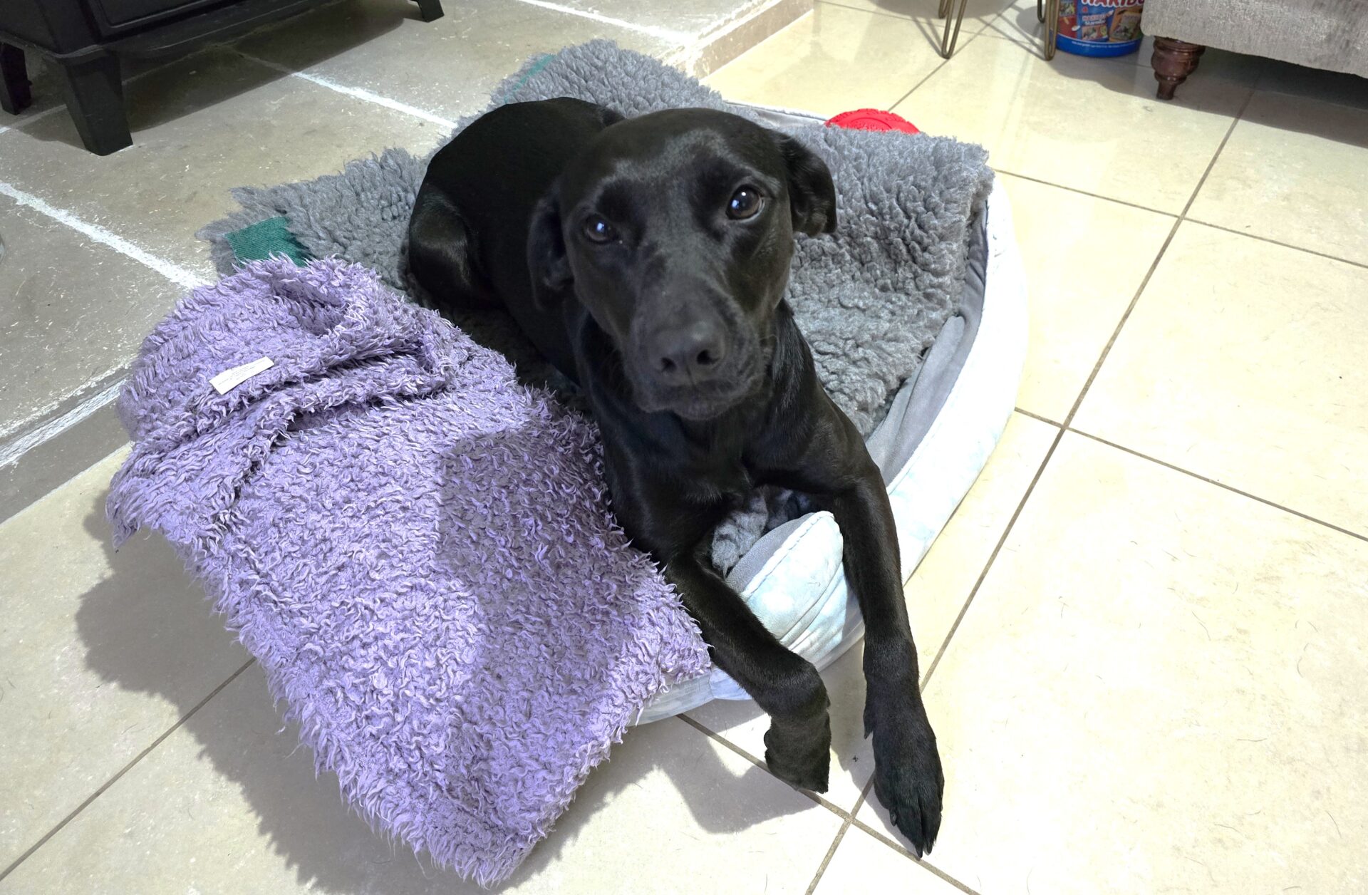 A black Labrador X lies on a gray and purple blanket-covered dog bed on a tiled floor, looking up at the camera with its front legs crossed.