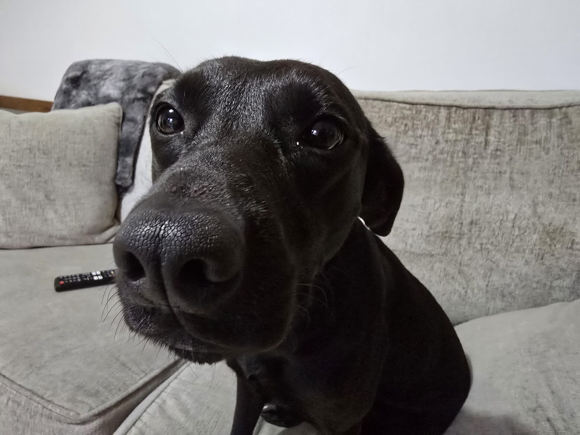 A close-up of a black Labrador X sitting on a beige couch, looking directly at the camera with its nose in focus. A TV remote and a grey blanket are visible in the background.