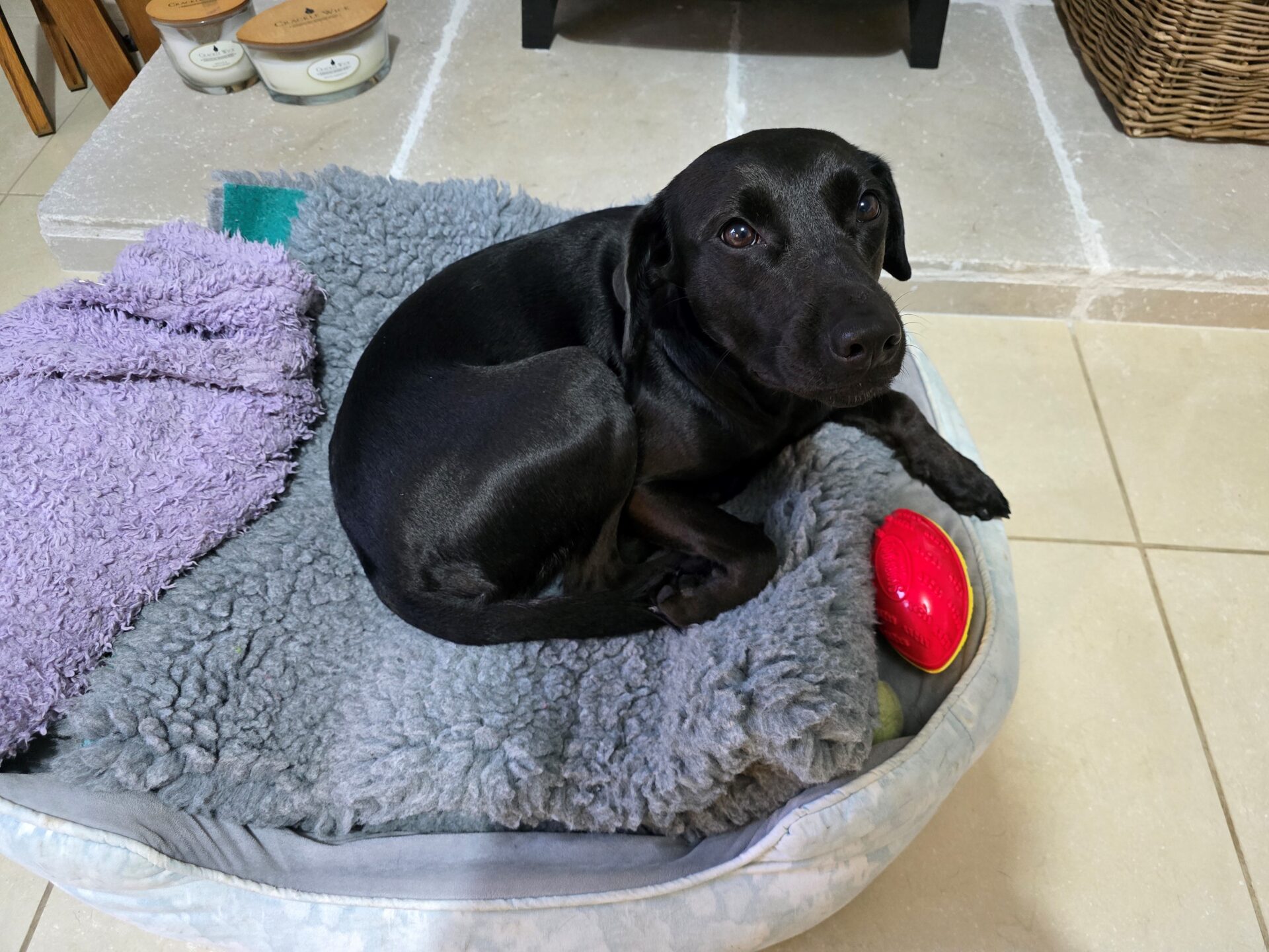 A black Labrador Cross is lying on a gray, fluffy dog bed with a purple towel and a red toy beside it. The dog looks up at the camera with a calm expression. The floor is tiled, and a wicker basket sits in the background.