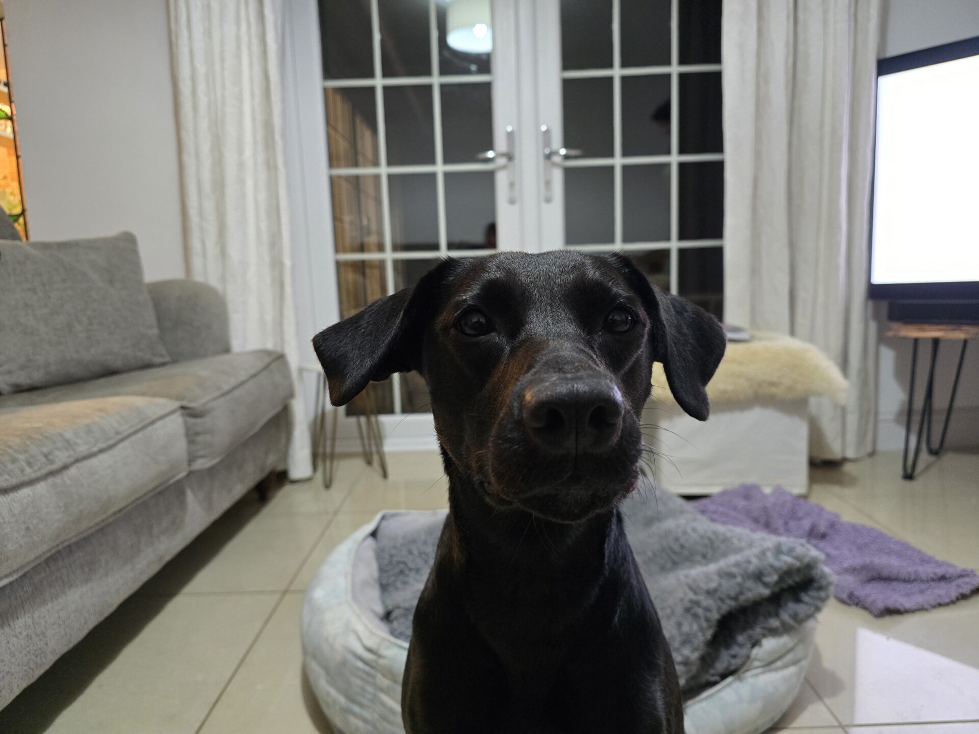 A black Labrador X sits on a gray pet bed in a cozy living room, with a gray sofa to the left, a blanket on the floor, and glass doors with curtains in the background.