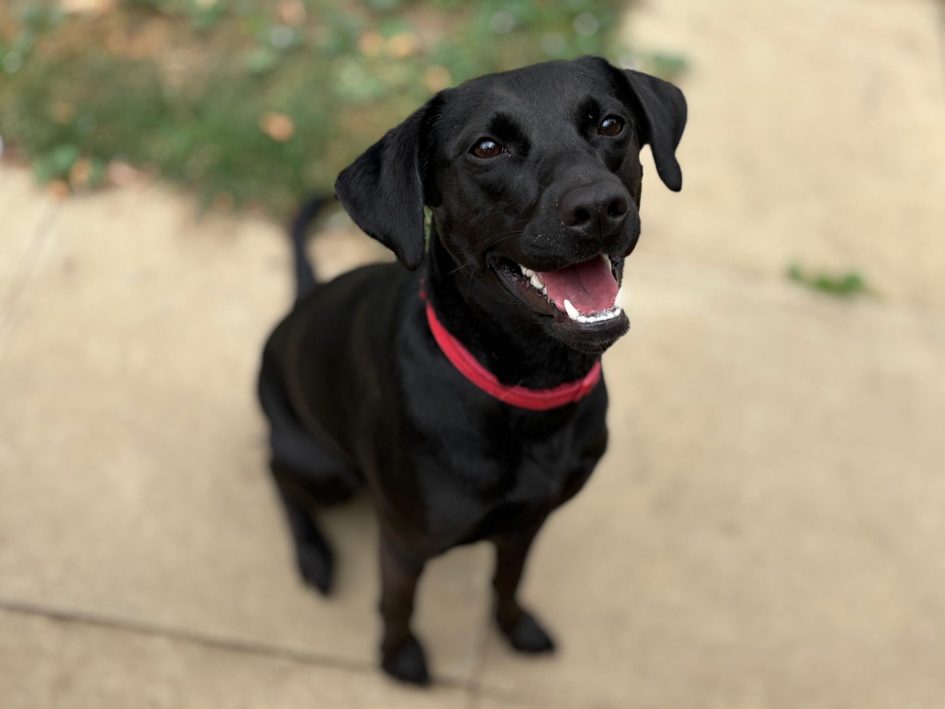 A black Labrador Cross with a red collar sits on a concrete path, looking up with its mouth open and tongue out, appearing to smile. Green grass and leaves are visible in the background.