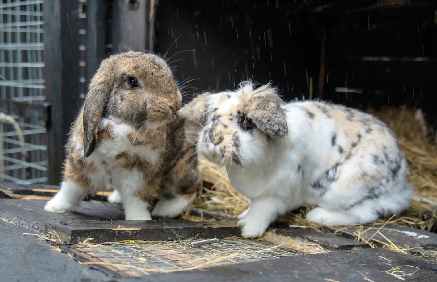 Two rabbits with mottled brown and white fur sit close together on a wooden surface covered with hay.