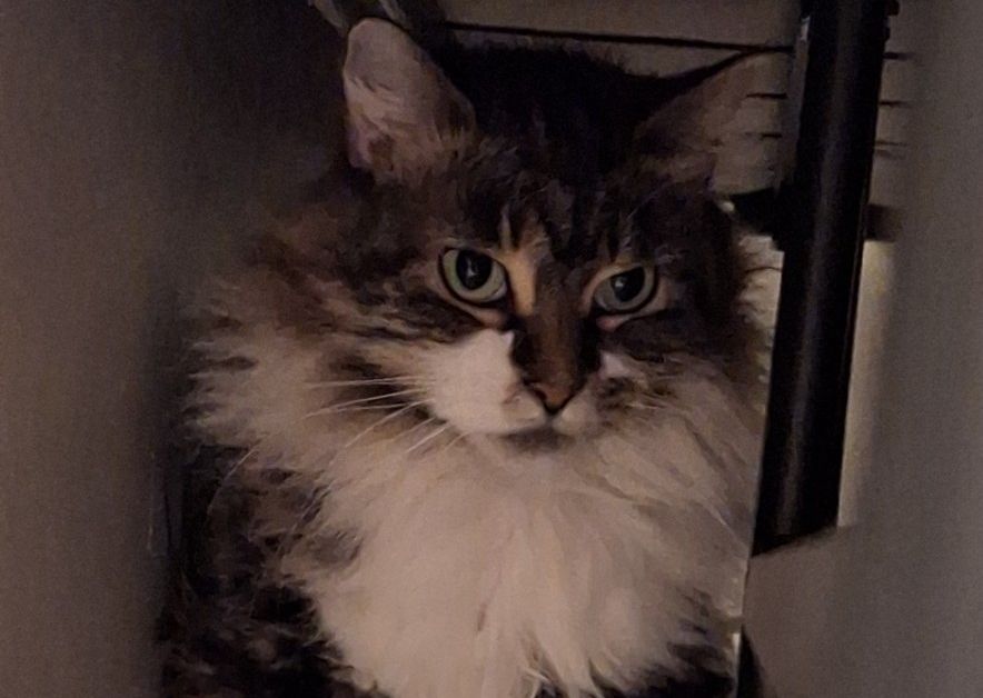 A fluffy, long-haired cat with a white chest and face sits in a dimly lit, narrow space, looking directly at the camera with wide green eyes.
