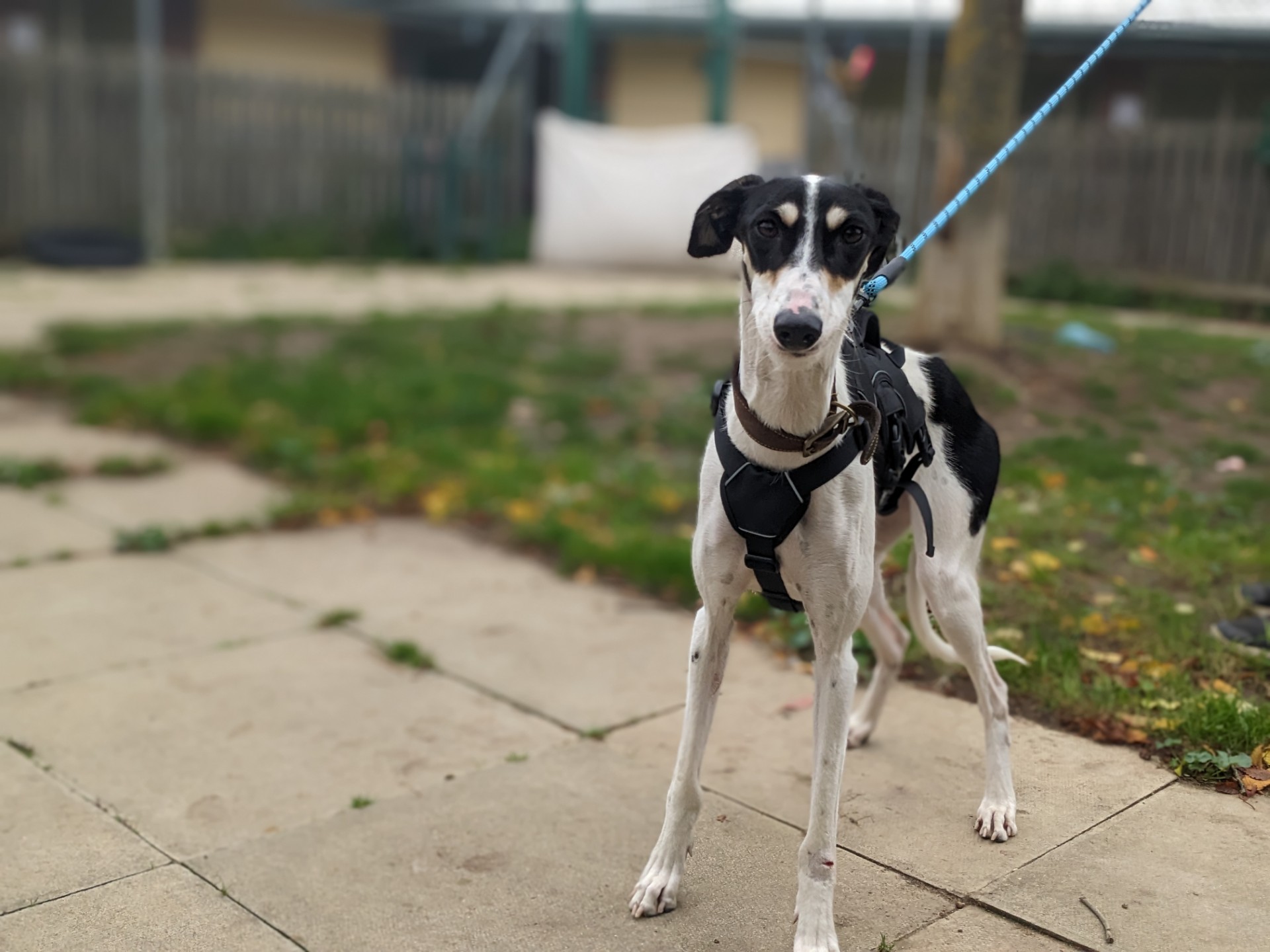 A black and white dog wearing a harness stands on a leash outdoors on a paved area with grass patches, looking towards the camera. A fence and trees are visible in the blurred background.