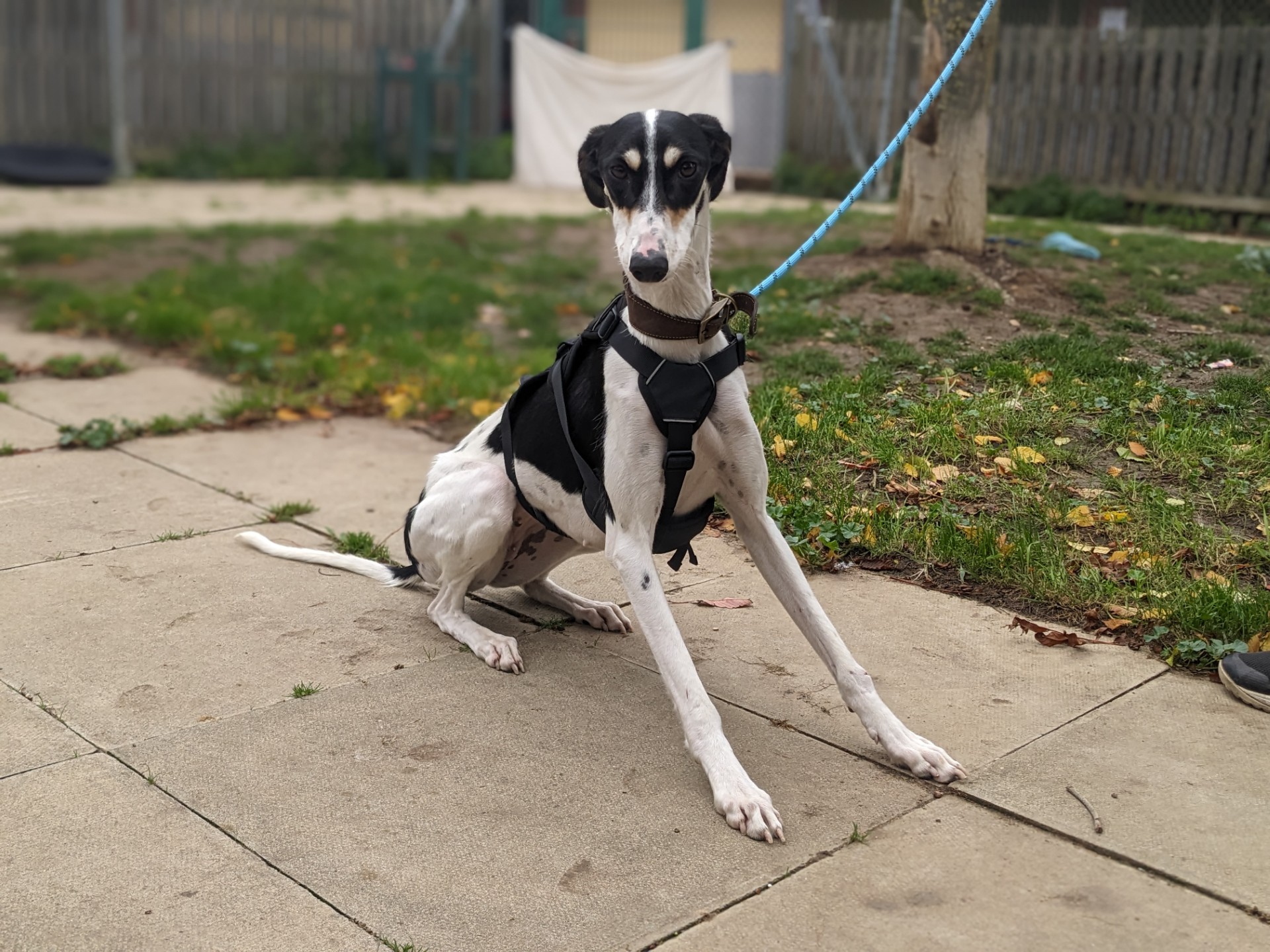 A slender black and white dog with a harness sits on a paved area outdoors, leaning to one side. The dog is on a blue leash, and grass, trees, and a wooden fence are visible in the background.