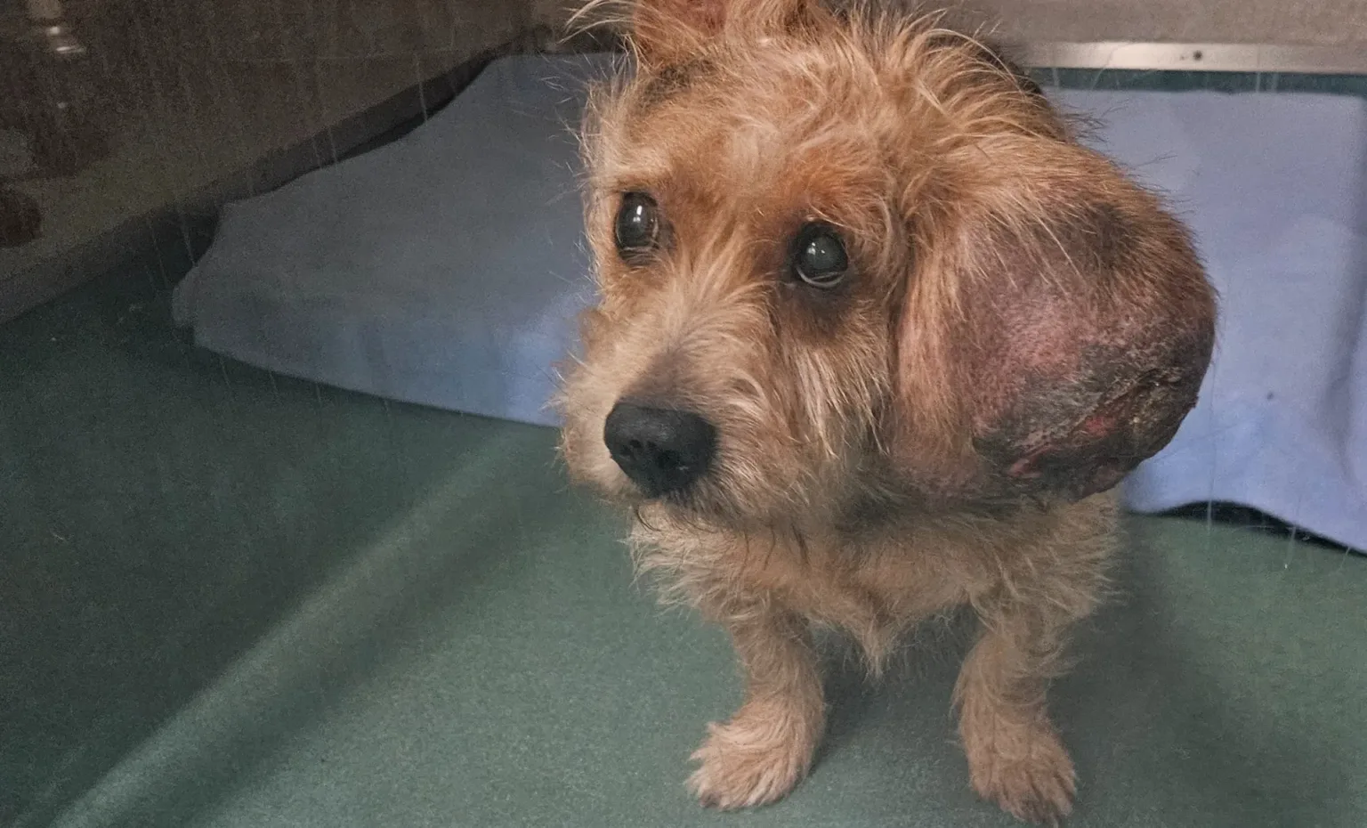 Norman before his tumour operation