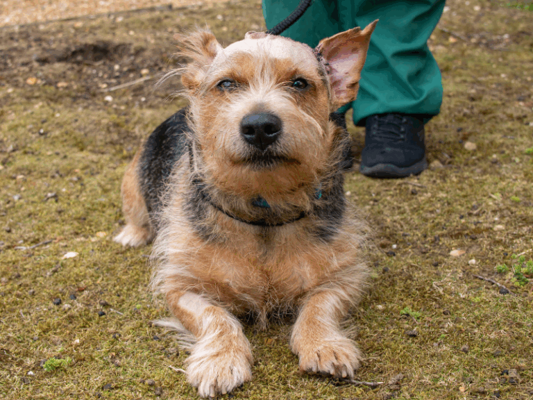 Norman looking much happier, relaxing on the grass while out on a walk.