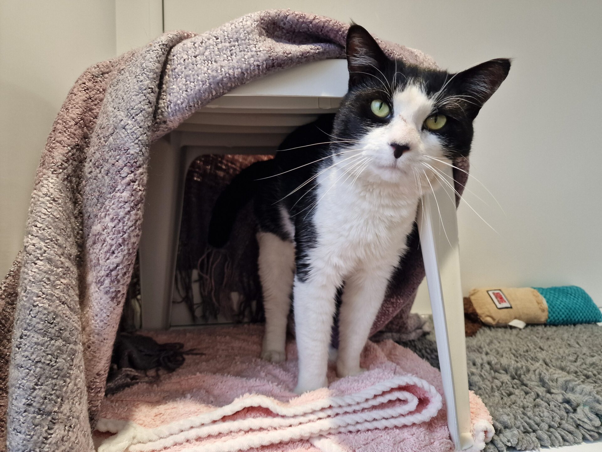 A black and white cat stands under a small table covered with a purple blanket, looking curiously at the camera. The setup resembles a cozy fort, with soft rugs and a toy visible nearby.
