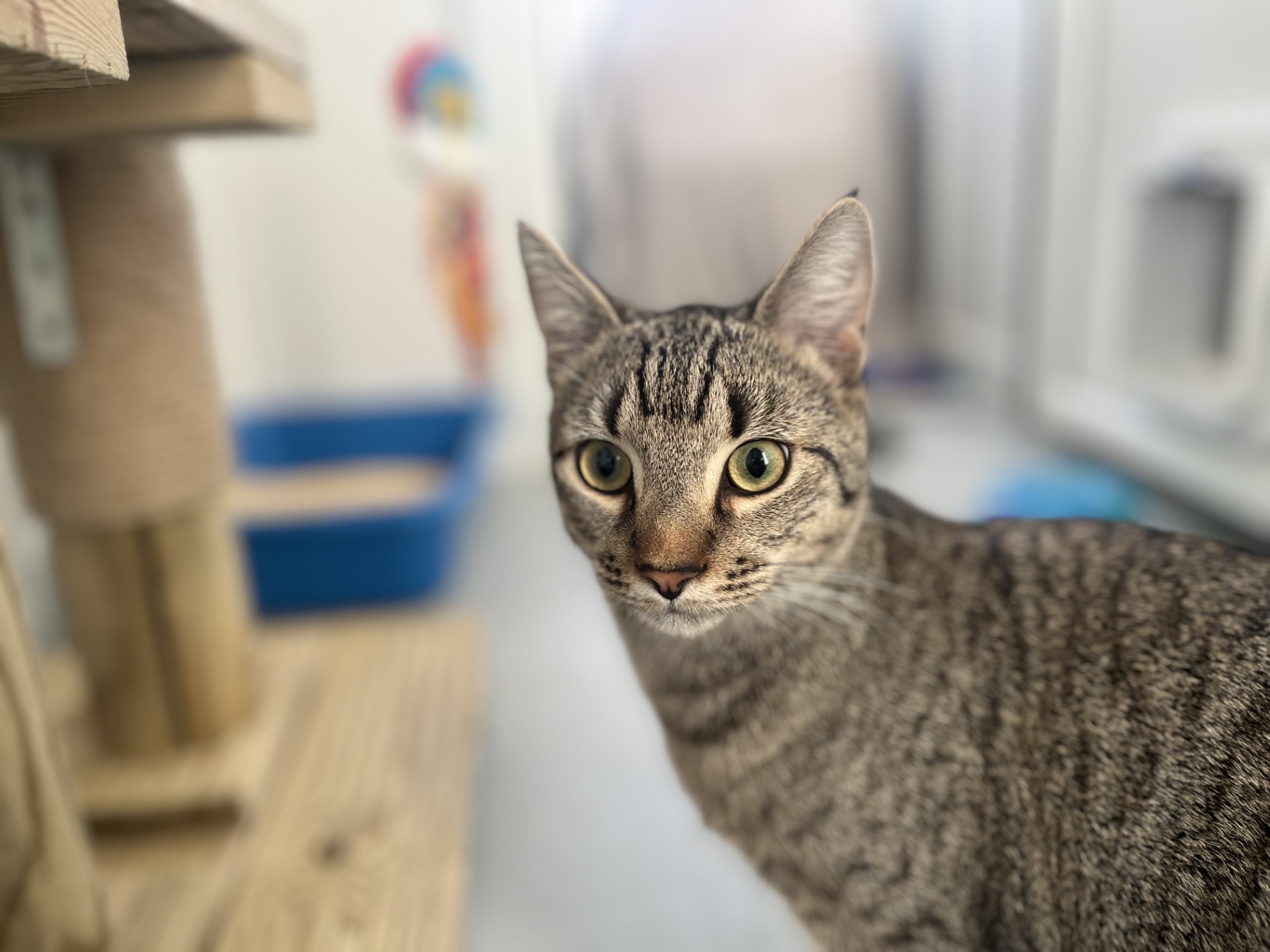 A gray tabby cat with green eyes looks toward the camera while standing indoors next to a wooden cat tree. The background is softly blurred, showing a blue litter box and some colorful objects.
