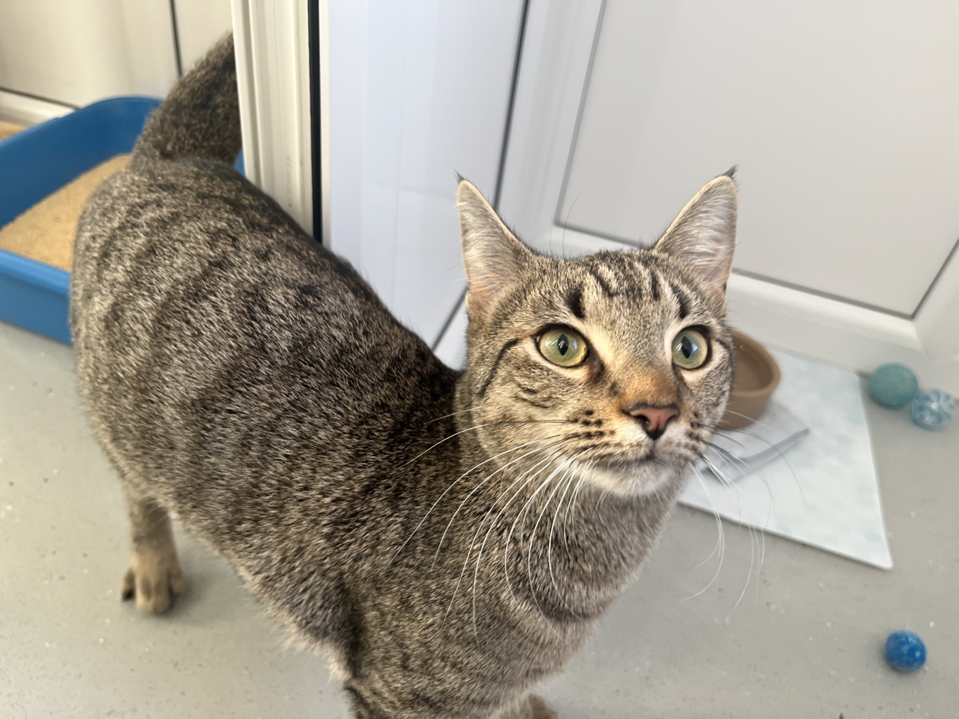 A gray tabby cat with green eyes looks up near a litter box, food bowl, and some blue toy balls on a light-colored floor.
