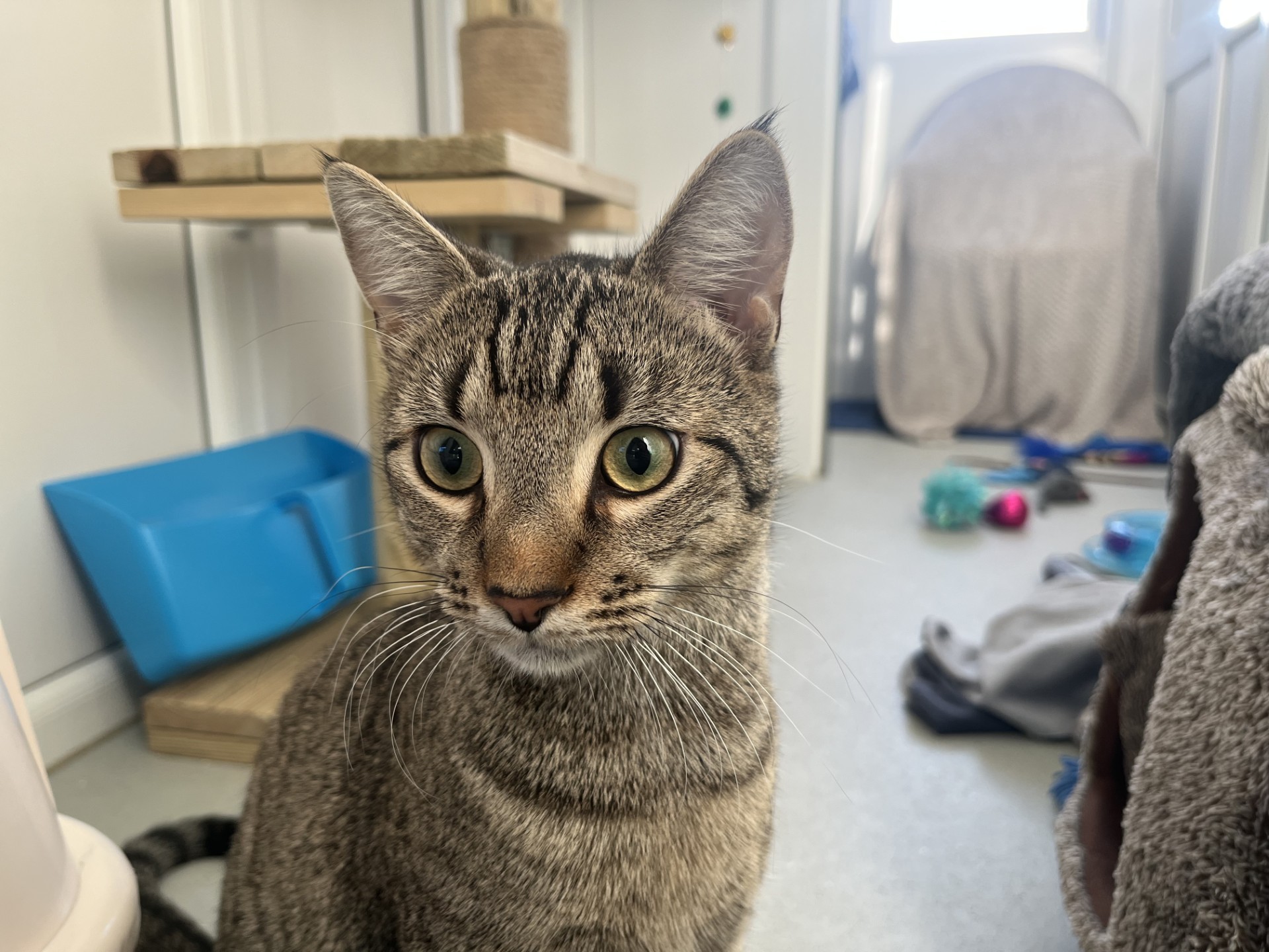 A tabby cat with green eyes sits indoors, looking slightly to the left. The background shows a blue litter box, cat toys, and shelves in a well-lit room.