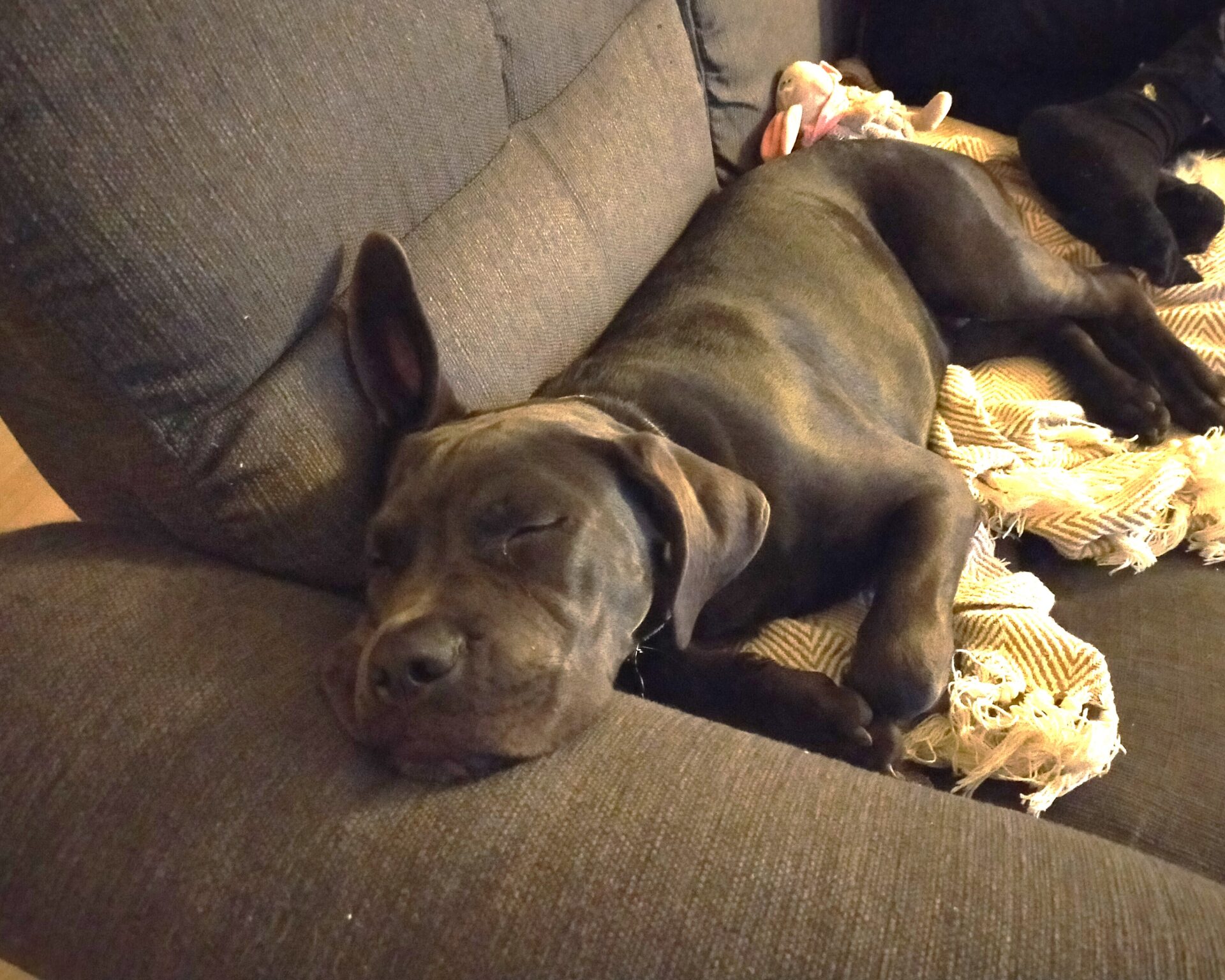 A black Cane Corso with one ear flopped back is sleeping on a dark gray couch, resting its head on the cushion and lying on a patterned blanket.